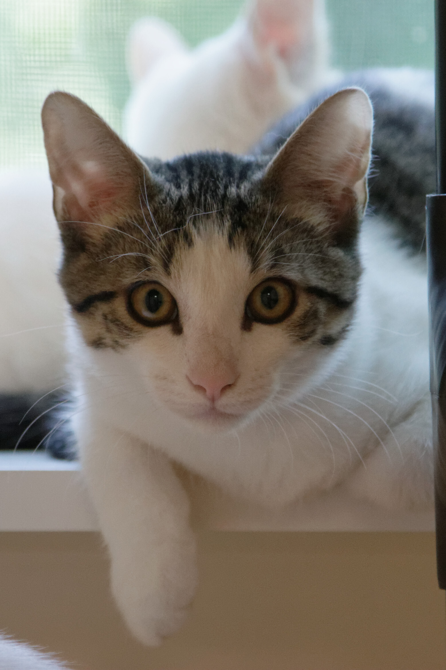 Maverick, a Adoptable Domestic Short Hair in Urbana, OH image 6/6