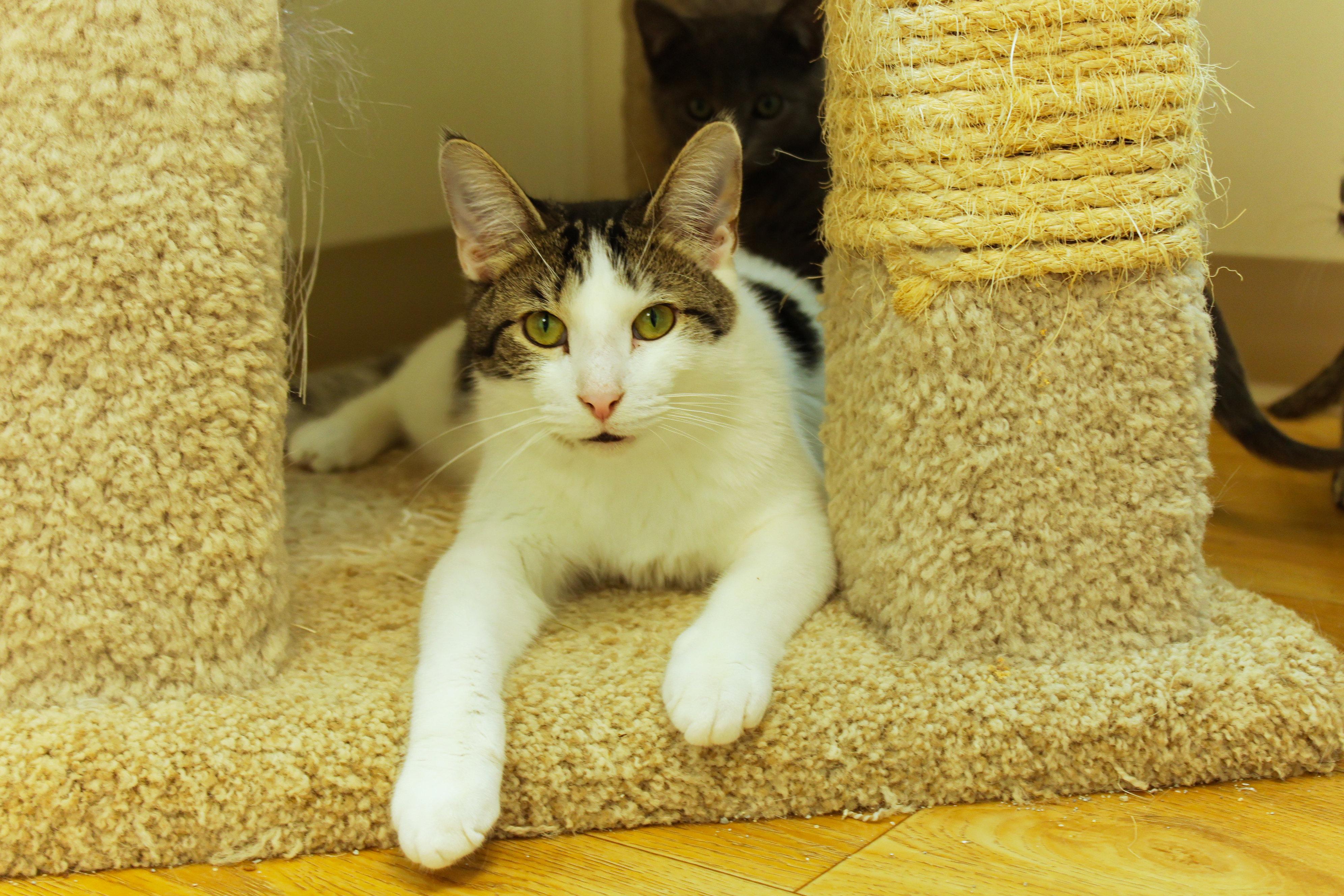 Maverick, a Adoptable Domestic Short Hair in Urbana, OH image 1/6