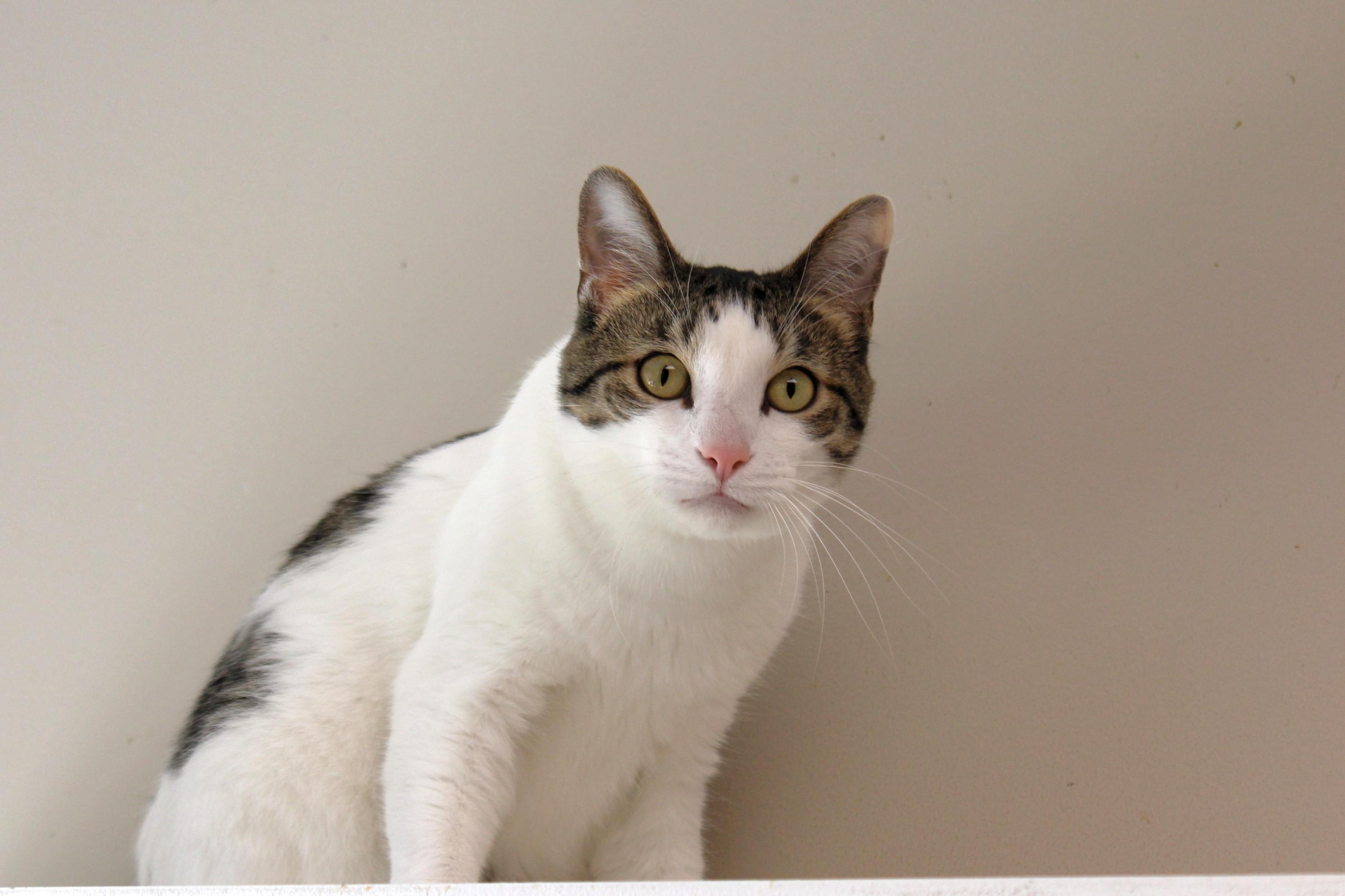 Maverick, a Adoptable Domestic Short Hair in Urbana, OH image 3/6