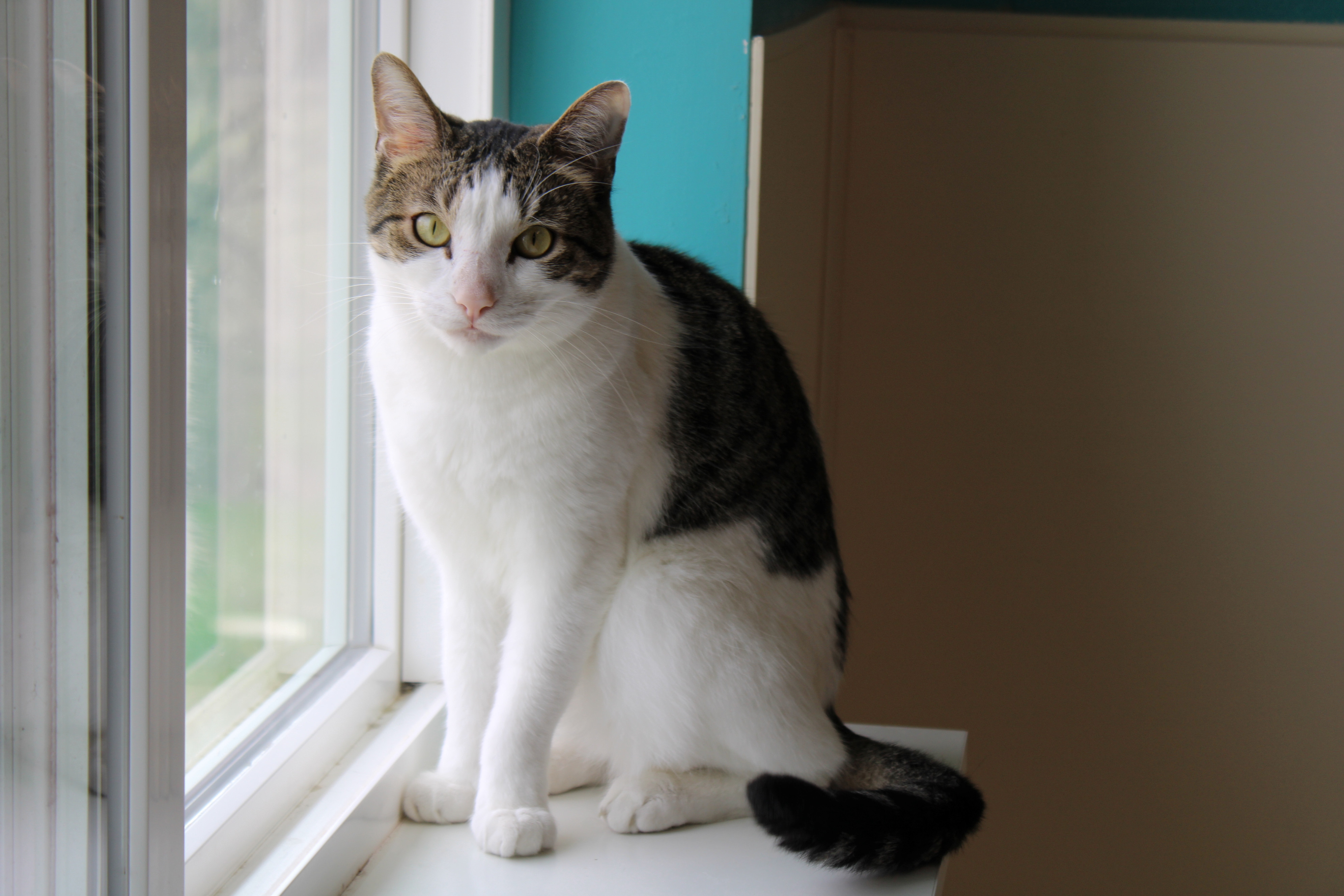 Maverick, a Adoptable Domestic Short Hair in Urbana, OH image 4/6