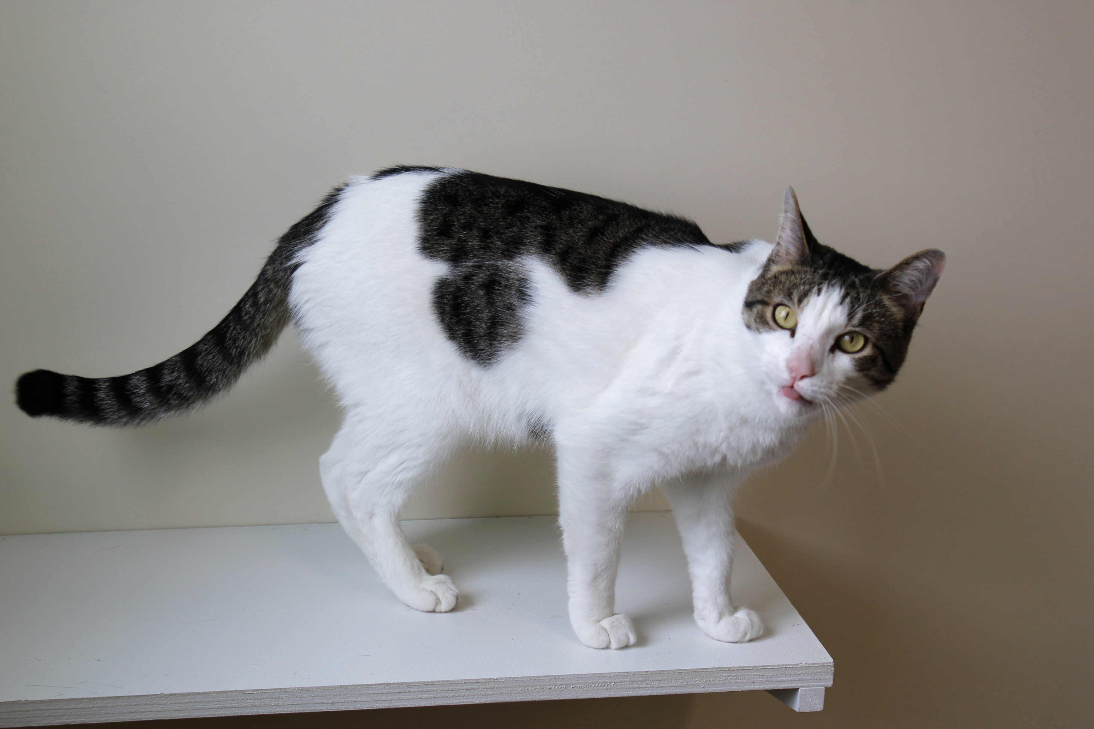 Maverick, a Adoptable Domestic Short Hair in Urbana, OH image 5/6