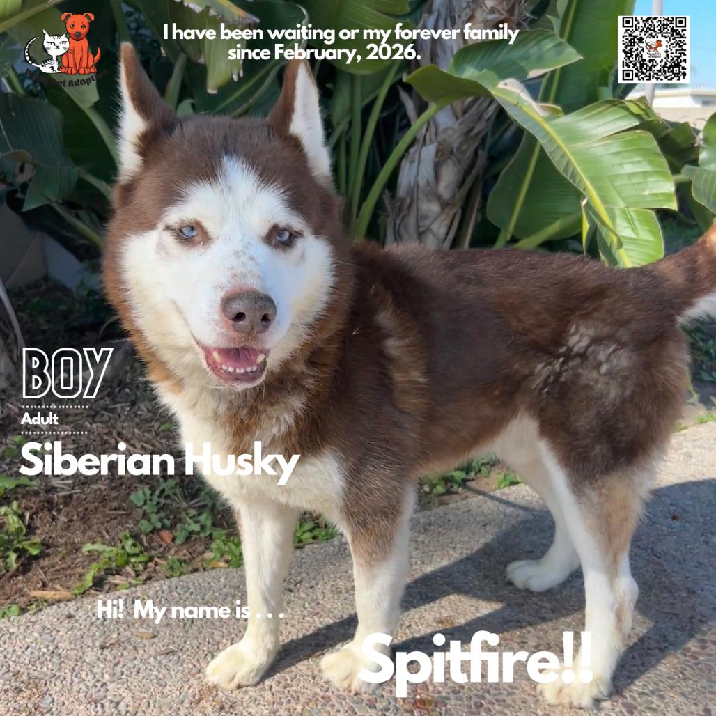 Spitfire, Adoptable, Adult Male Siberian Husky.