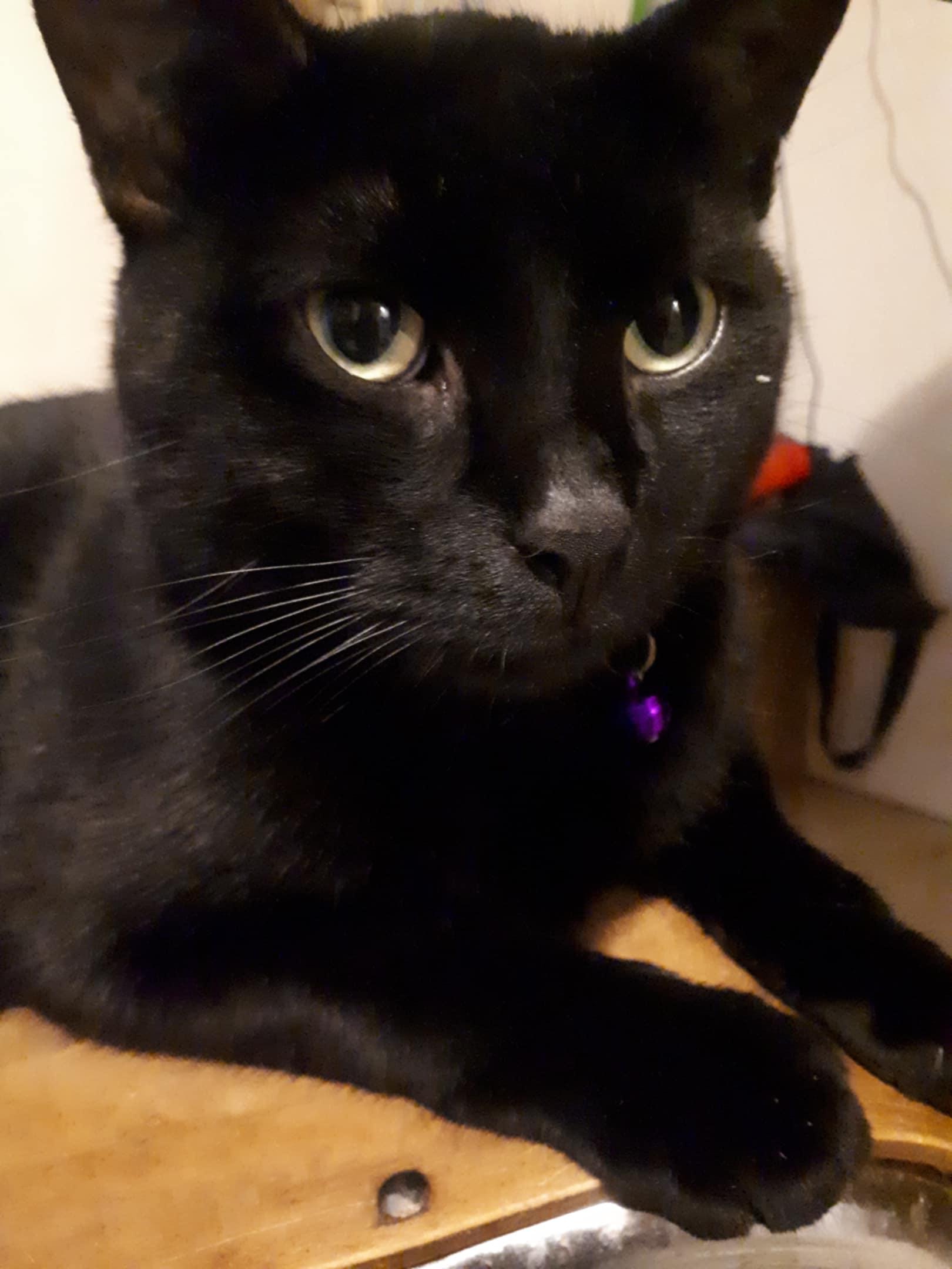 Ghost, a Adoptable Domestic Short Hair in Winnipeg, MB image 1/4