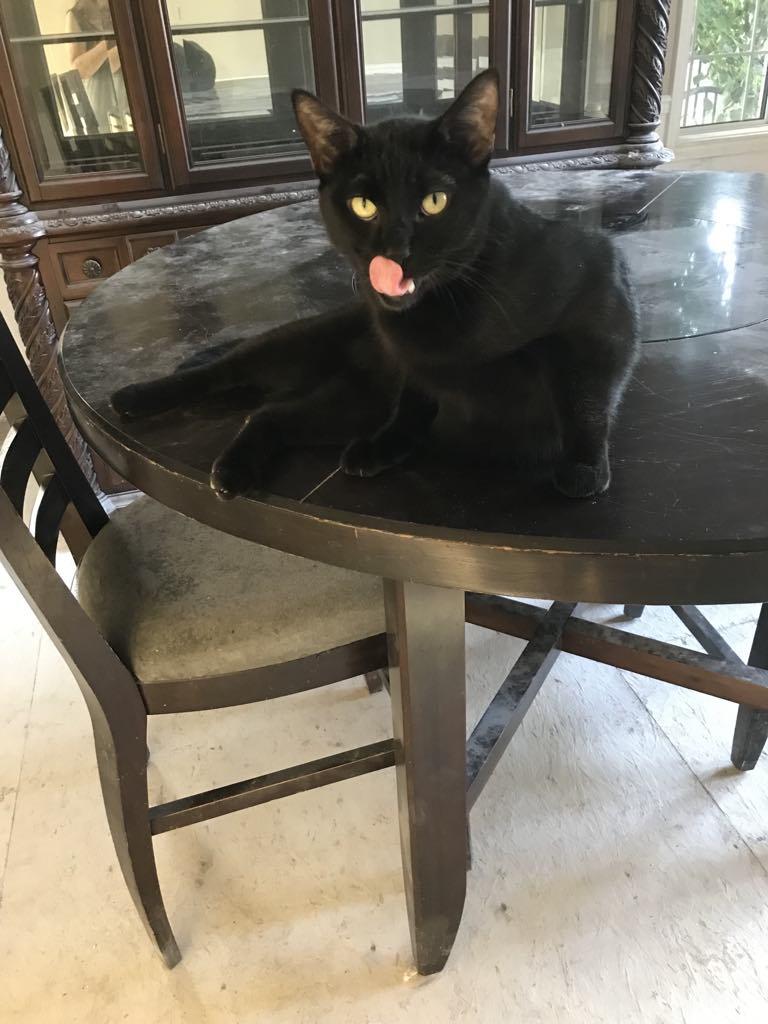 Ghost, a Adoptable Domestic Short Hair in Winnipeg, MB image 2/4