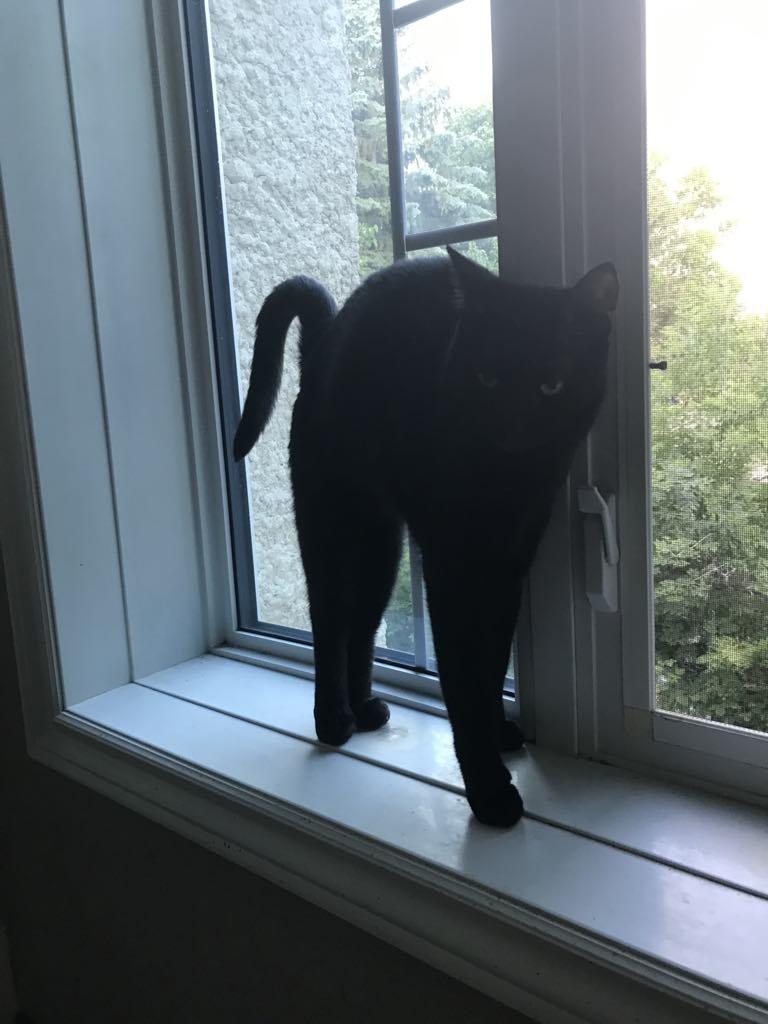 Ghost, a Adoptable Domestic Short Hair in Winnipeg, MB image 3/4