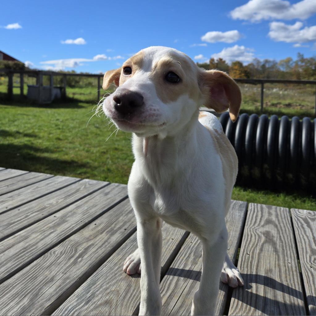 Dog for adoption Arthur, a Mixed Breed in Morrisville, VT Petfinder