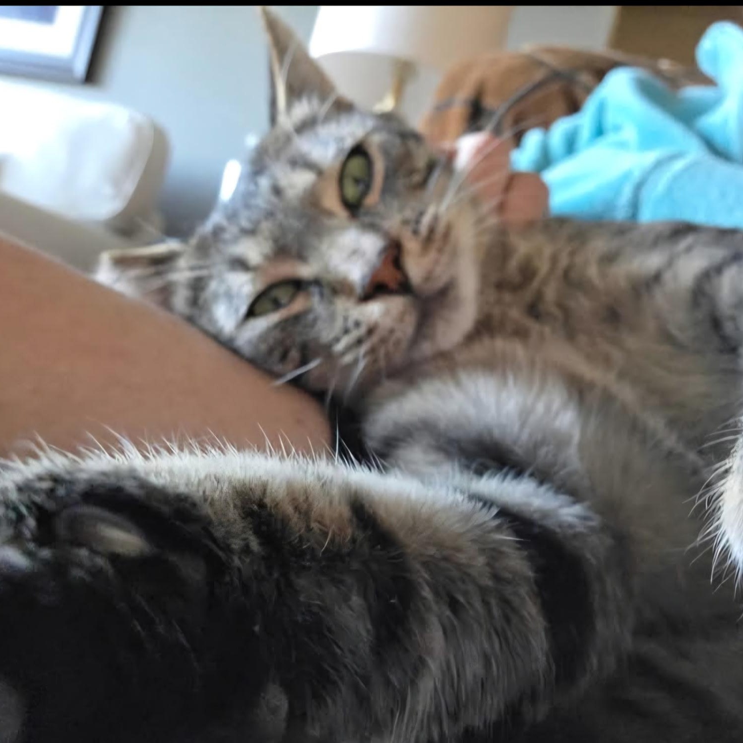 Stormy (Bonded to Charlie), ADOPTABLE, Young Male Domestic Short Hair.