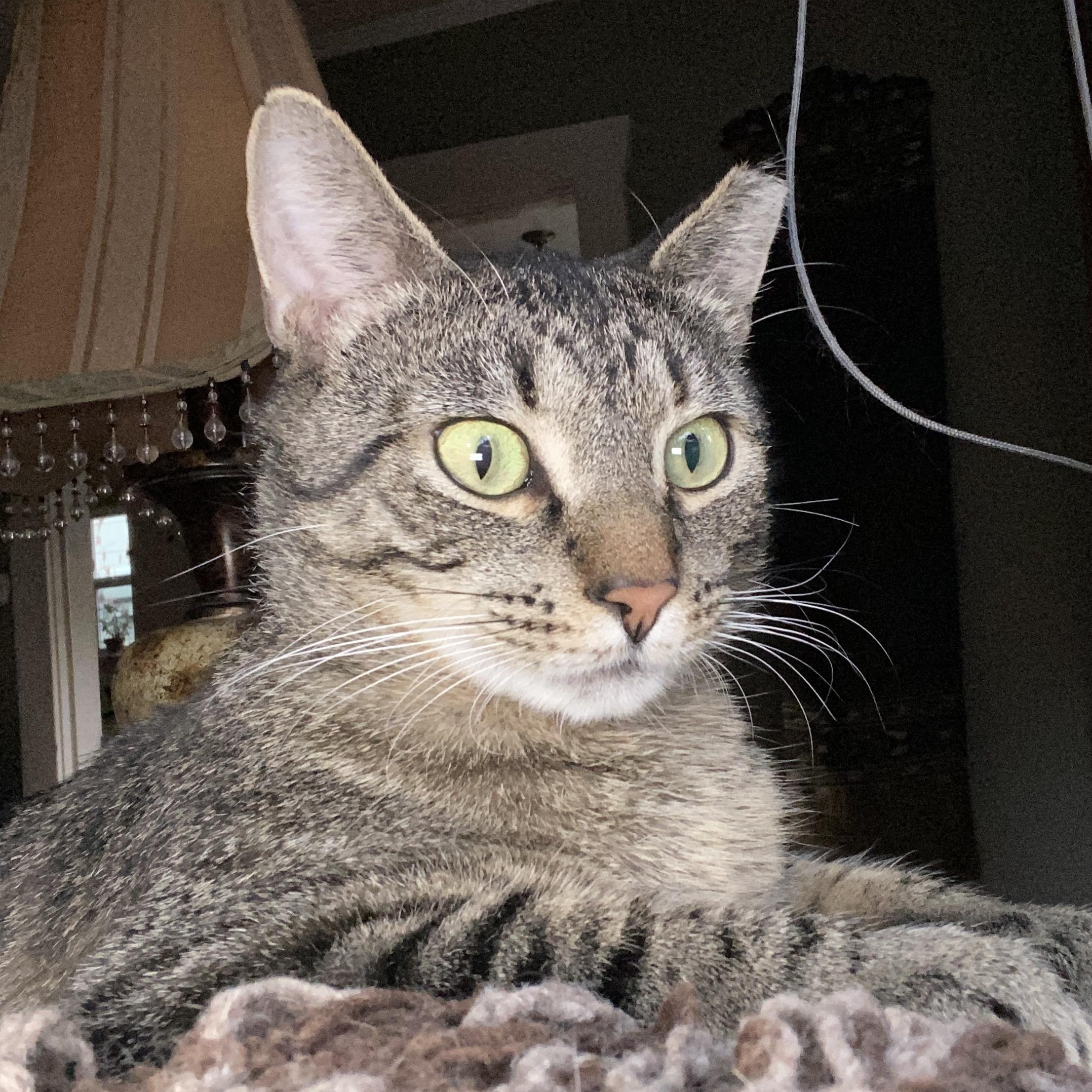Enlarge Stormy (Bonded to Charlie), a ADOPTABLE Domestic Short Hair in Renton , WA image 5/6