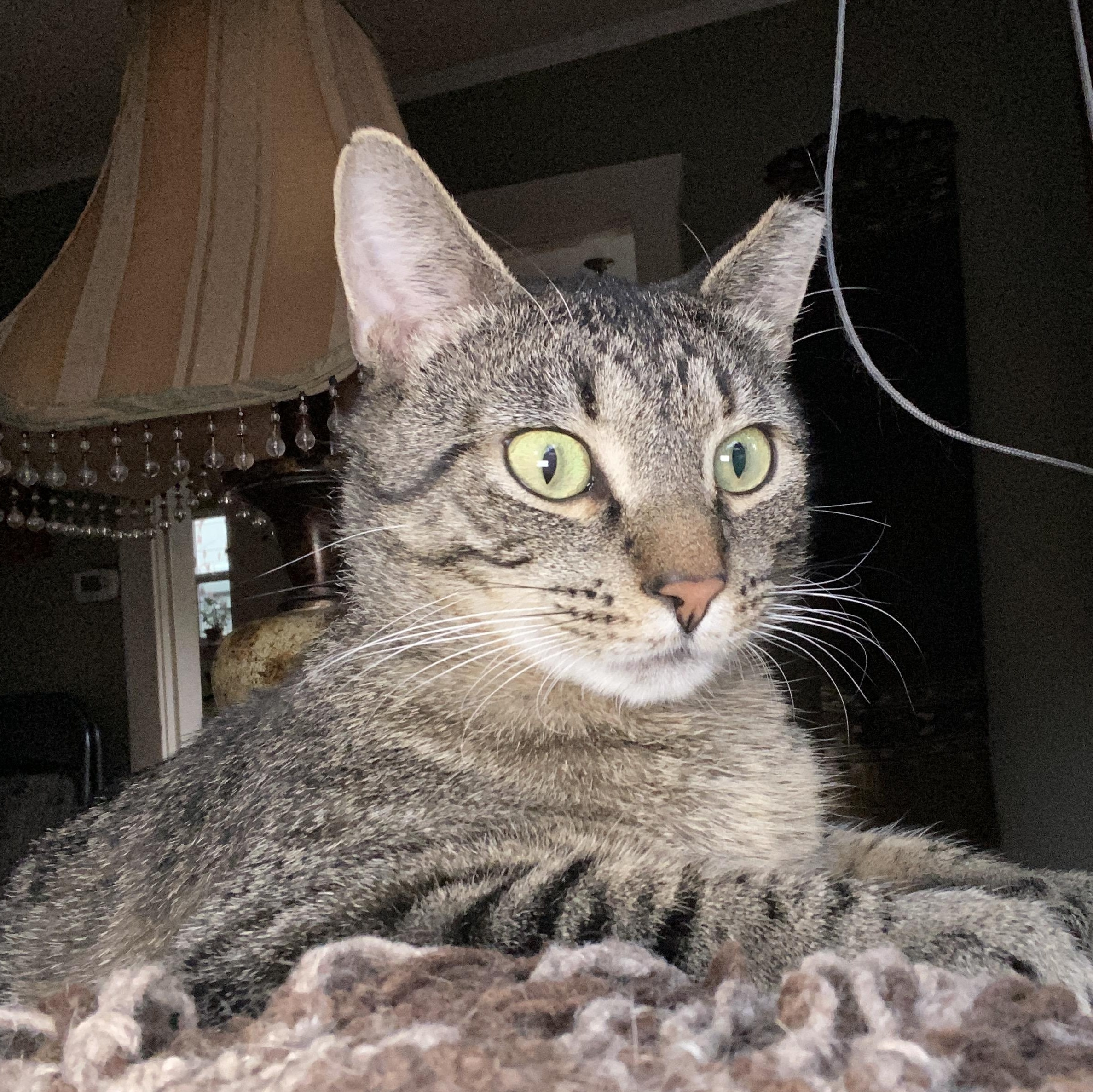 Enlarge Stormy (Bonded to Charlie), a ADOPTABLE Domestic Short Hair in Renton , WA image 4/6