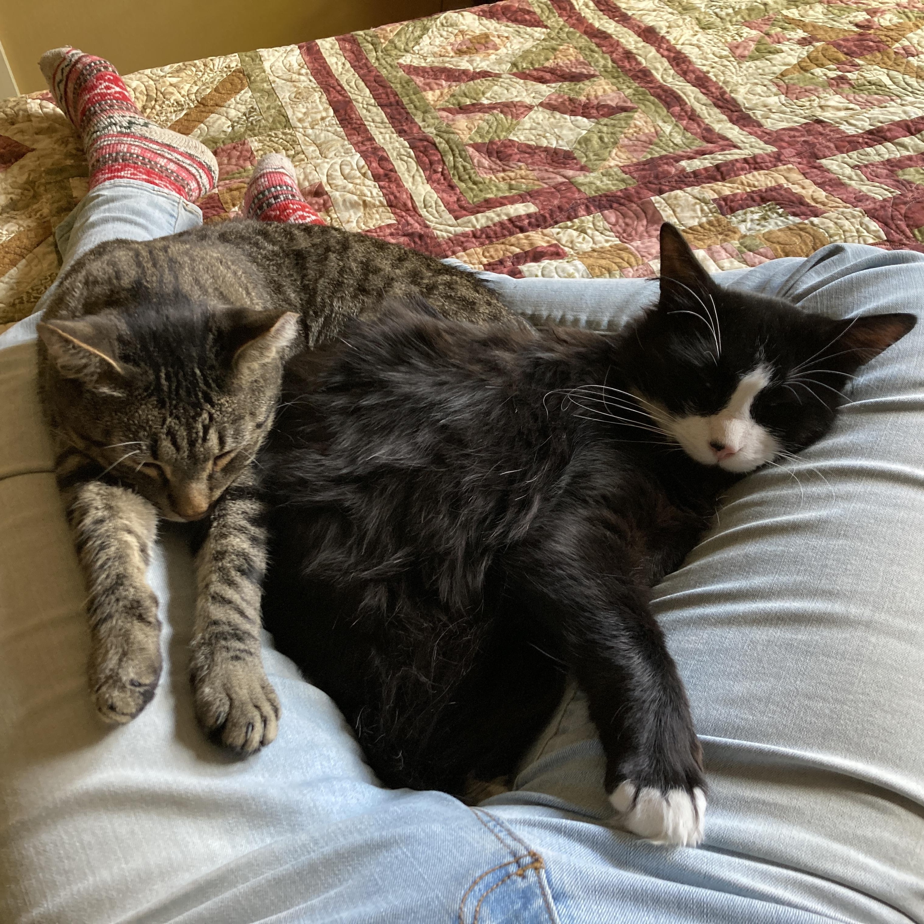 Enlarge Stormy (Bonded to Charlie), a ADOPTABLE Domestic Short Hair in Renton , WA image 6/6