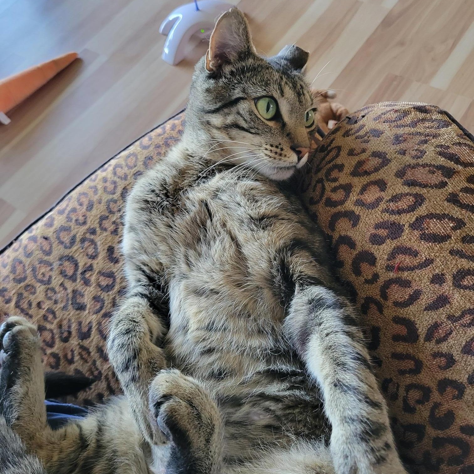 Enlarge Stormy (Bonded to Charlie), a ADOPTABLE Domestic Short Hair in Renton , WA image 5/6