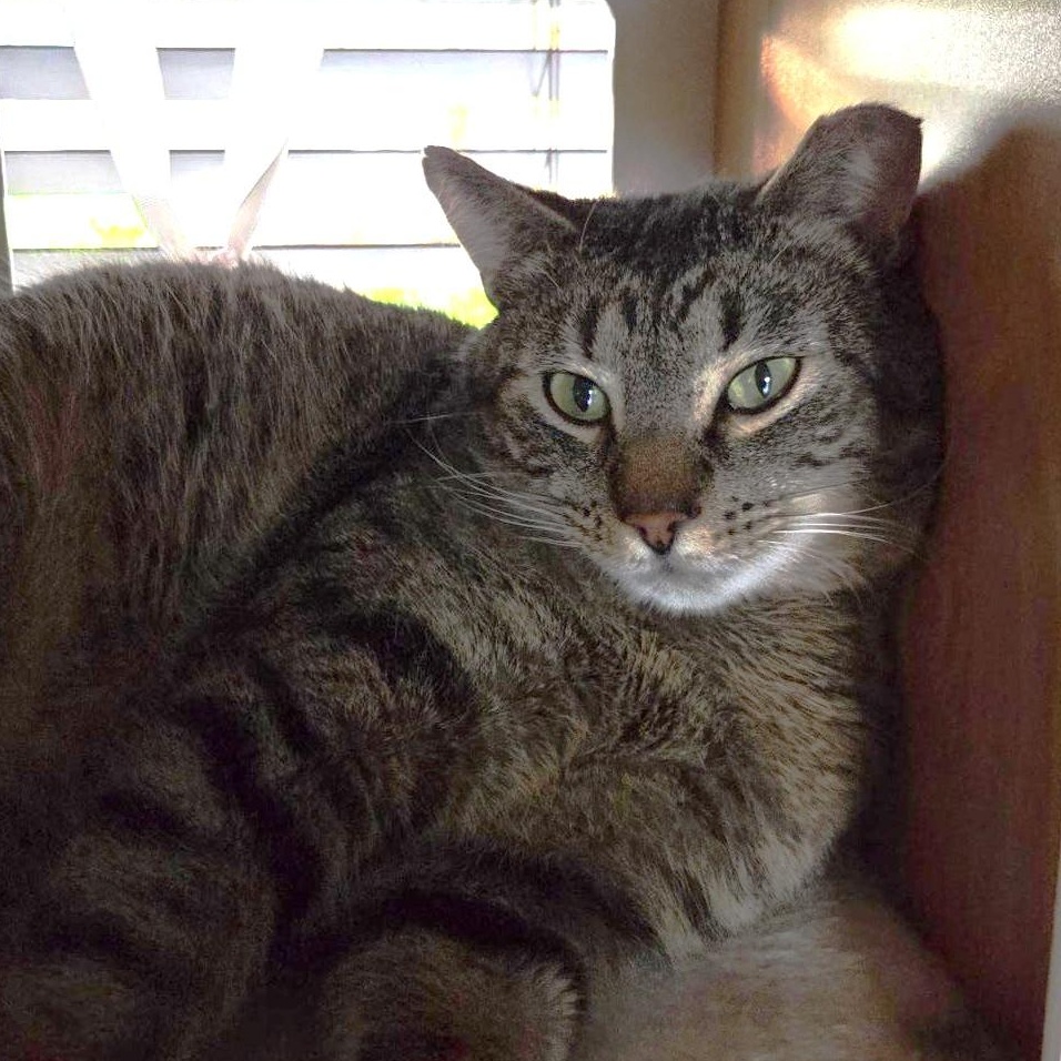 Enlarge Stormy (Bonded to Charlie), a ADOPTABLE Domestic Short Hair in Renton , WA image 6/6