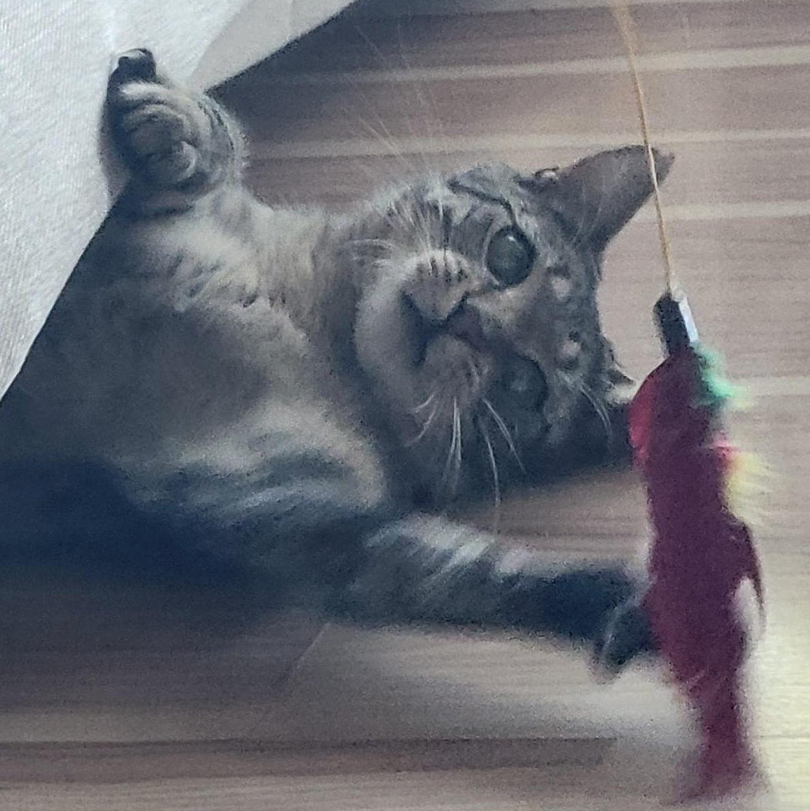 Stormy (Bonded to Charlie), ADOPTABLE, Young Male Domestic Short Hair.