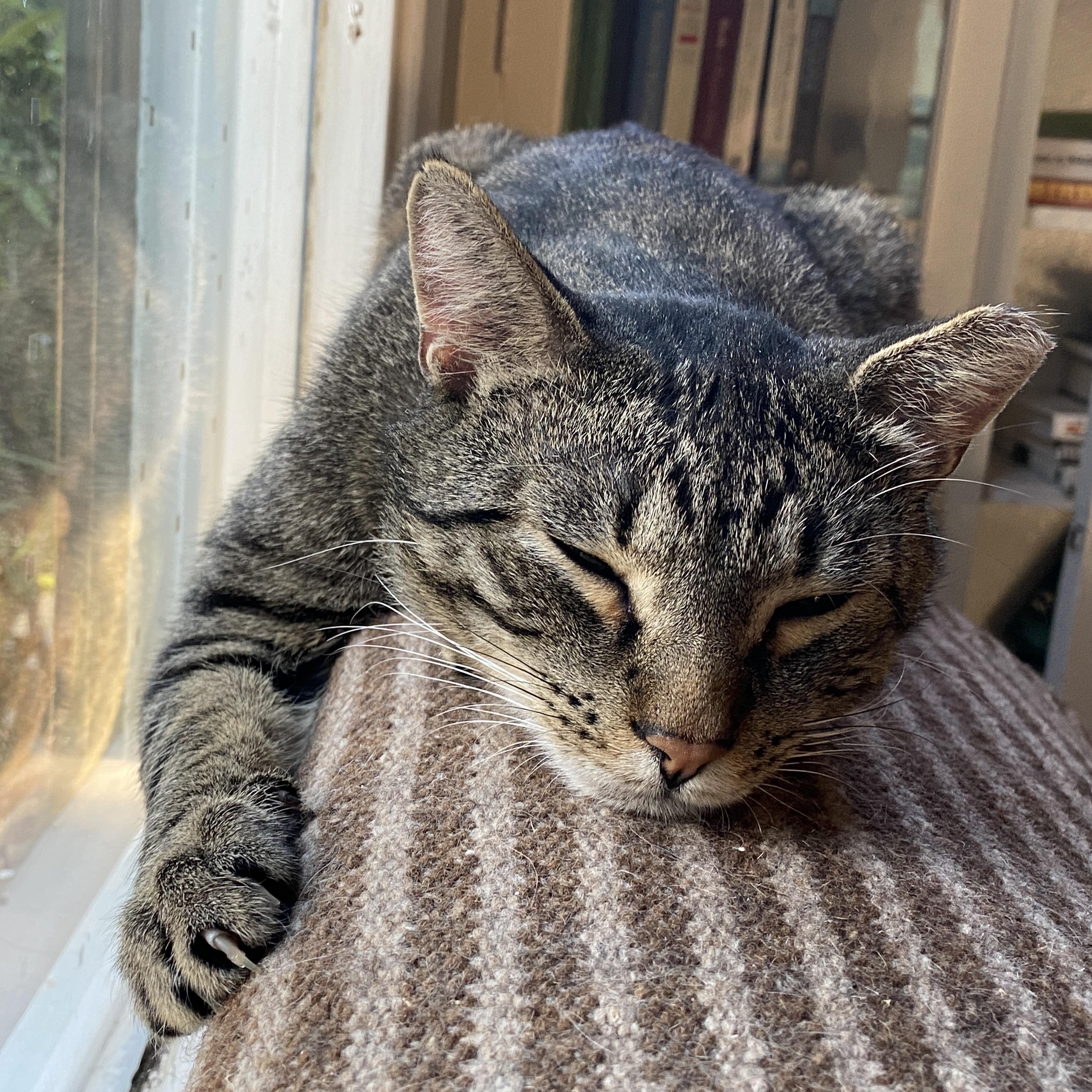 Enlarge Stormy (Bonded to Charlie), a ADOPTABLE Domestic Short Hair in Renton , WA image 5/6