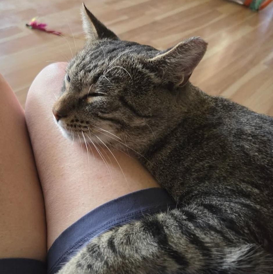 Enlarge Stormy (Bonded to Charlie), a ADOPTABLE Domestic Short Hair in Renton , WA image 3/6