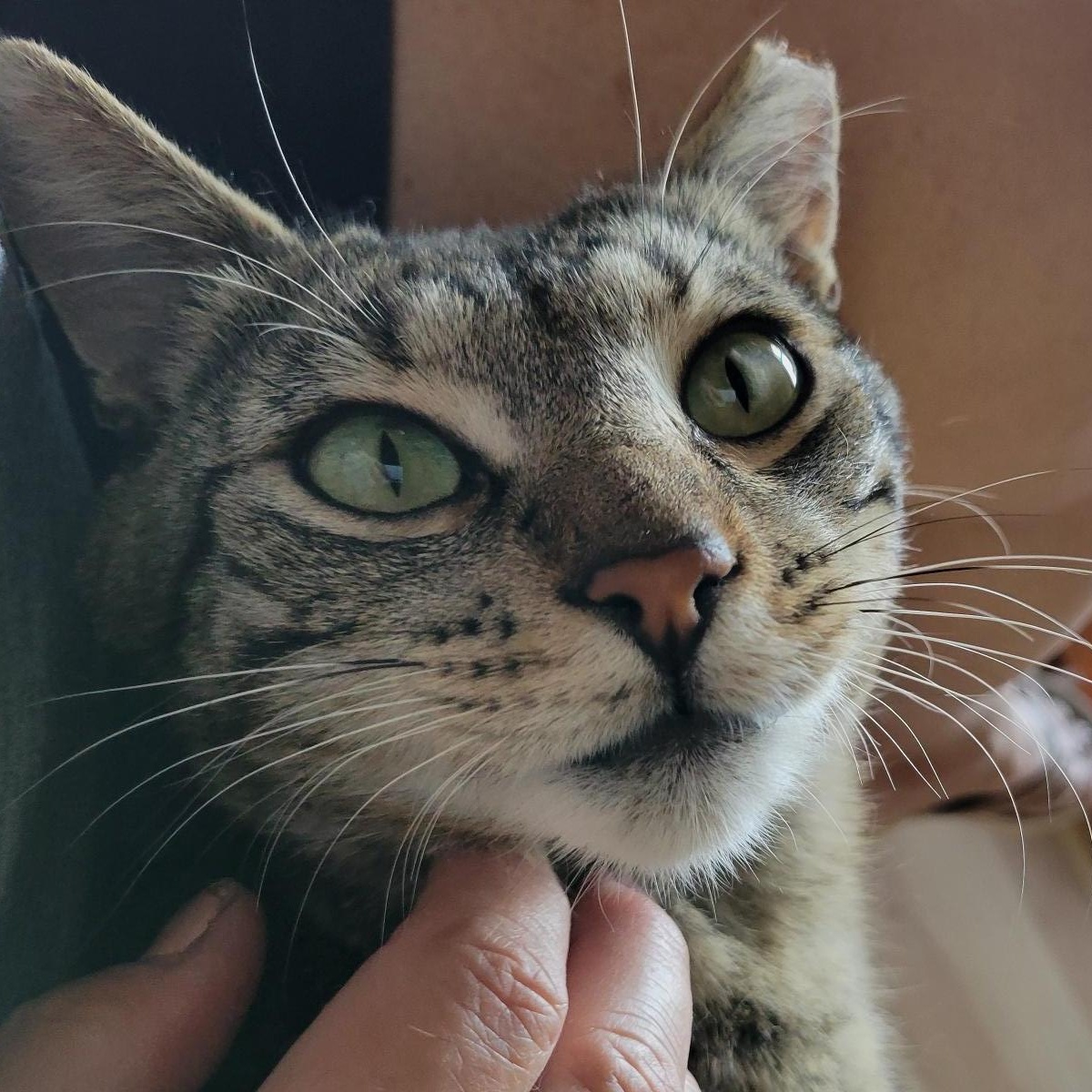 Enlarge Stormy (Bonded to Charlie), a ADOPTABLE Domestic Short Hair in Renton , WA image 6/6