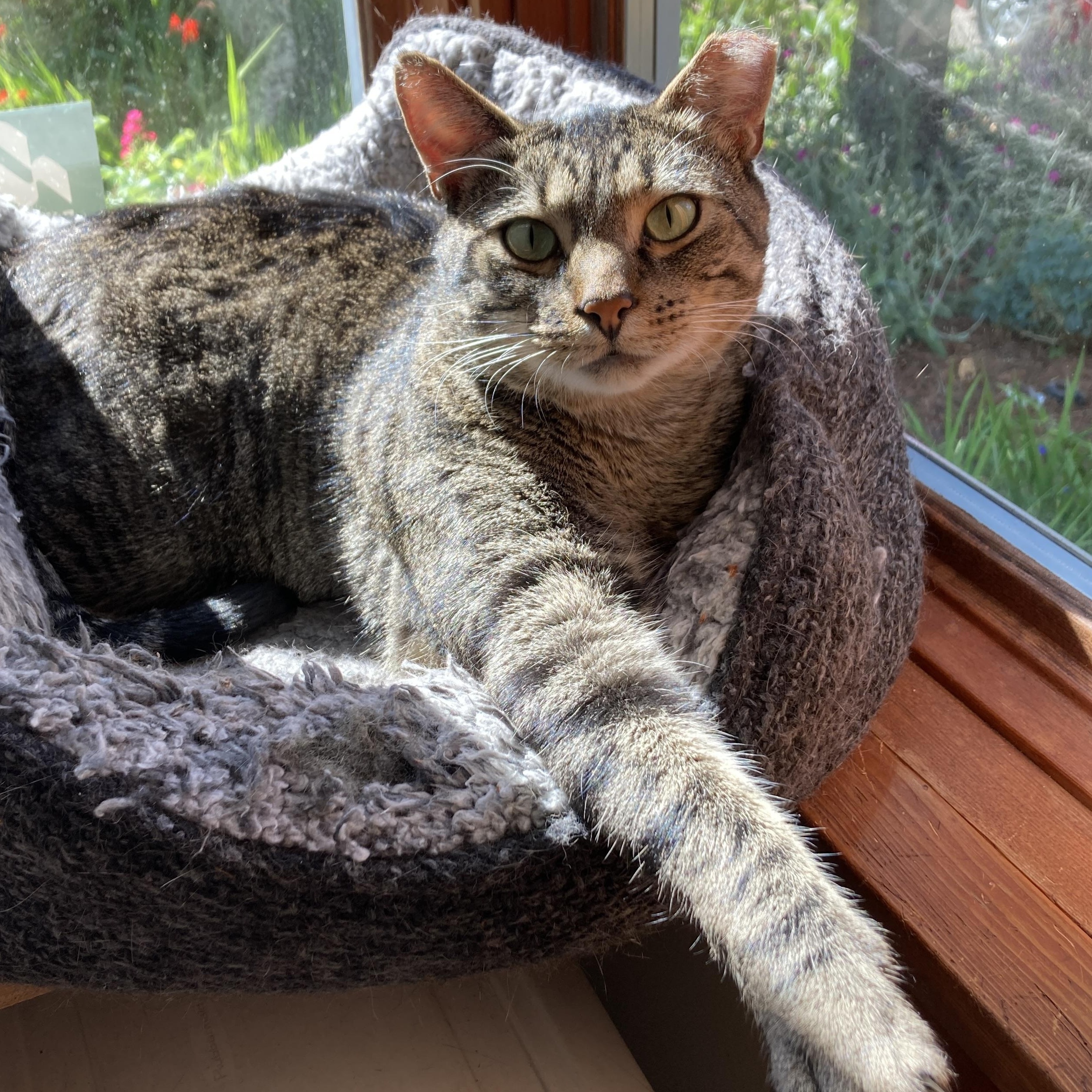 Enlarge Stormy (Bonded to Charlie), a ADOPTABLE Domestic Short Hair in Renton , WA image 2/6