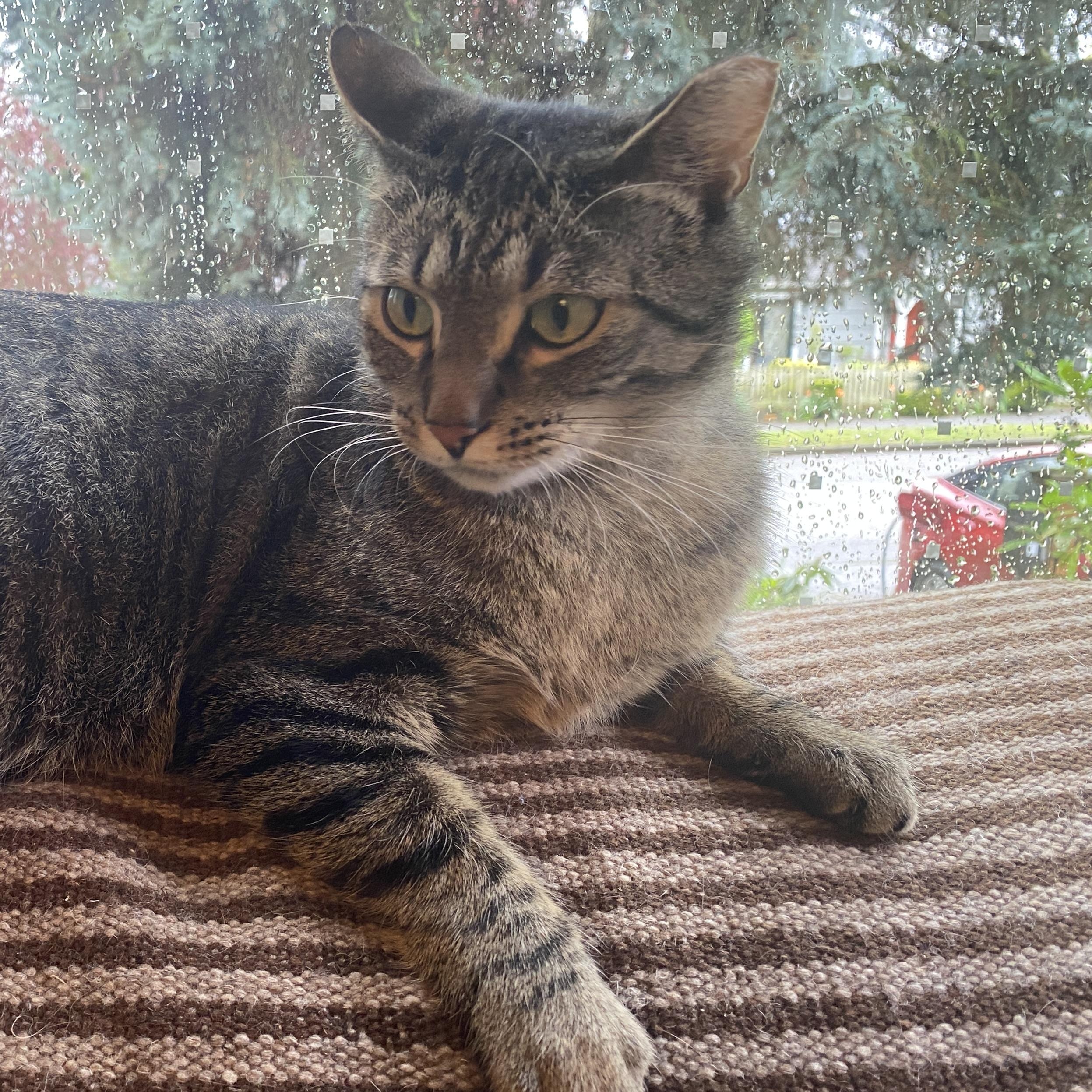 Enlarge Stormy (Bonded to Charlie), a ADOPTABLE Domestic Short Hair in Renton , WA image 4/6