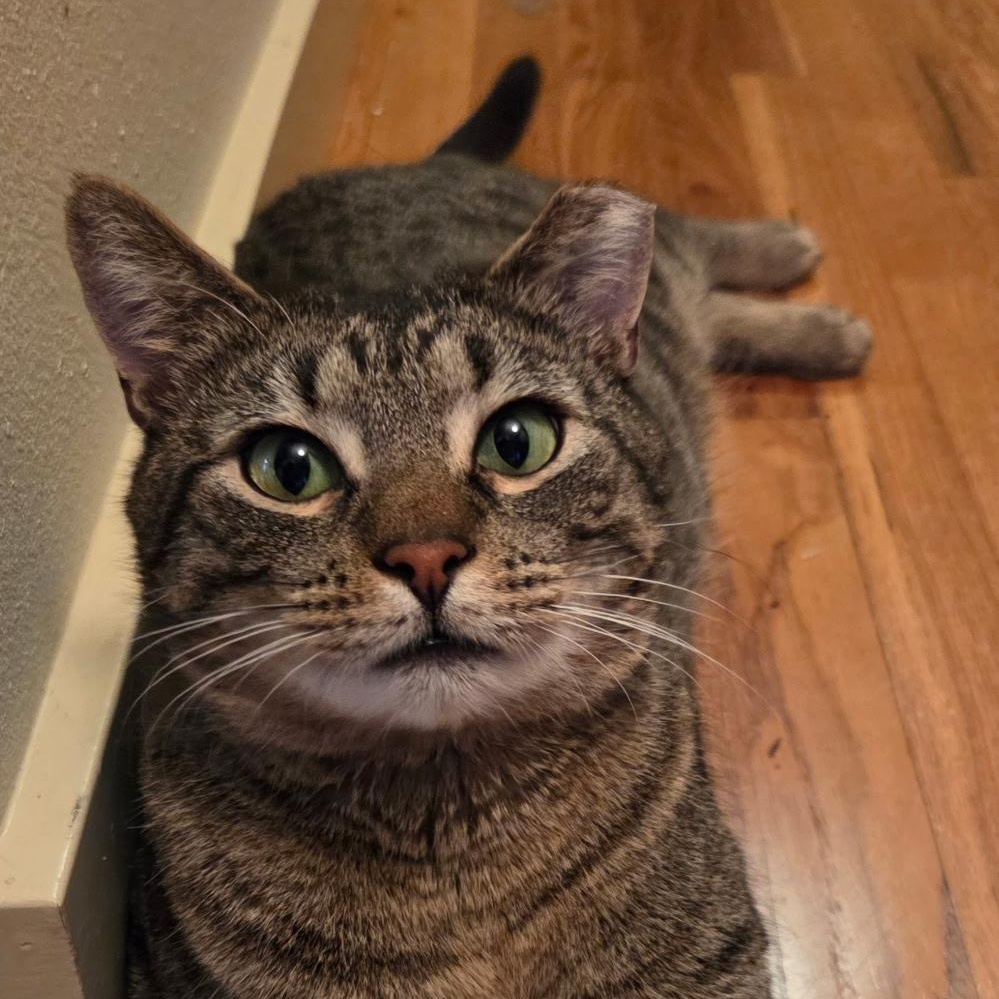 Enlarge Stormy (Bonded to Charlie), a ADOPTABLE Domestic Short Hair in Renton , WA image 2/6
