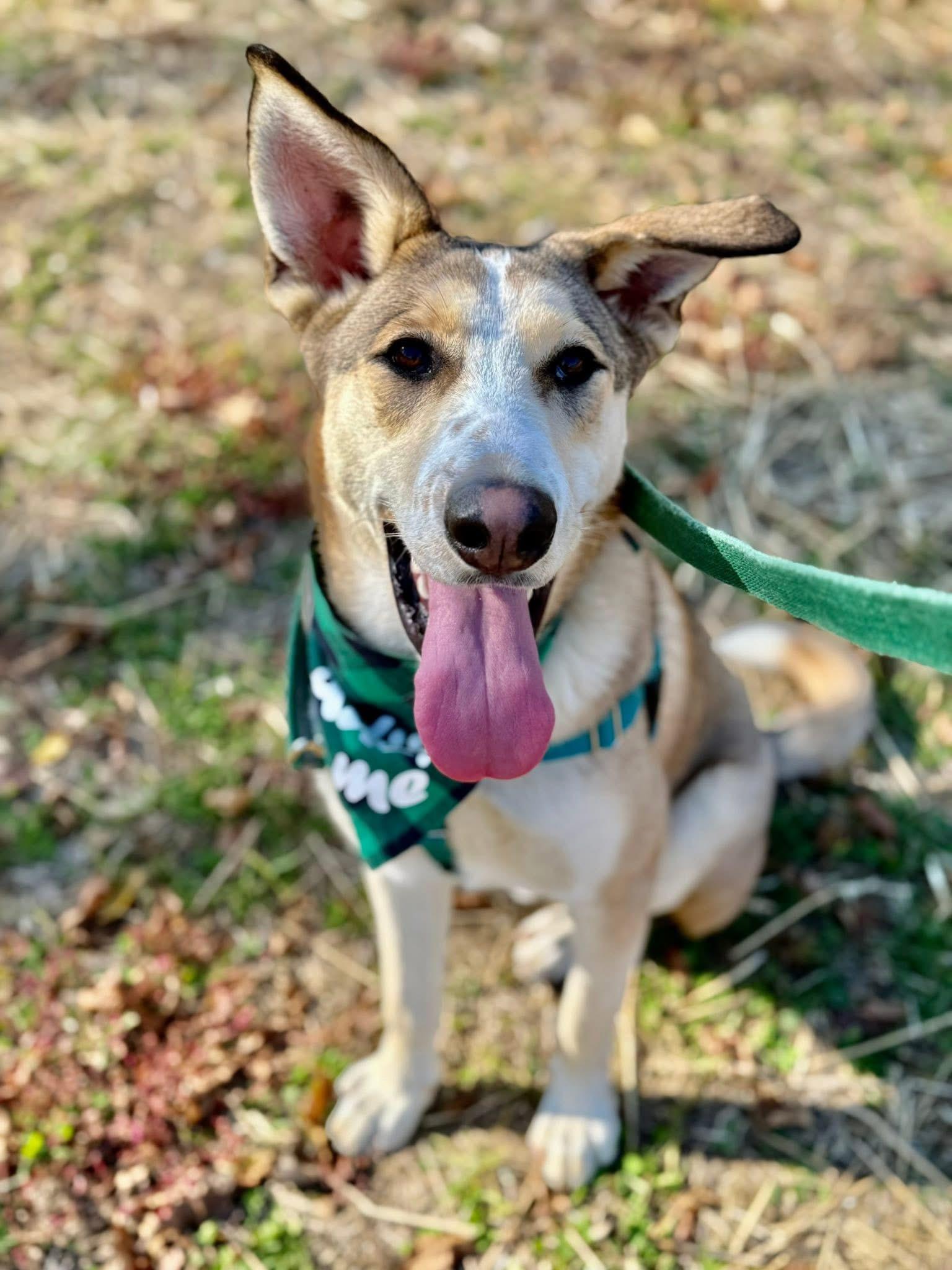 Waylon, a Adoptable mixed breed in Marshall, NC image 1/6