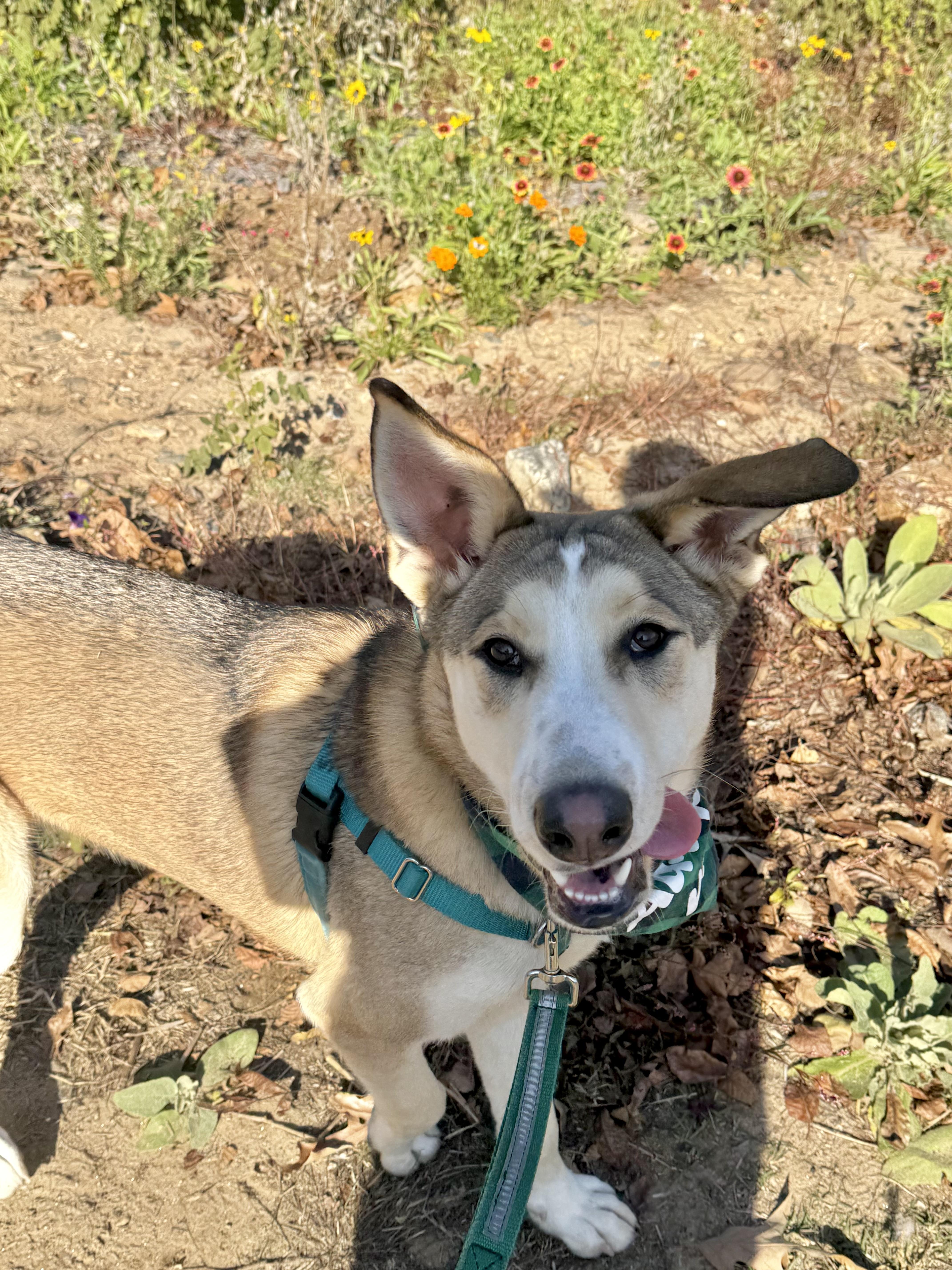 Waylon, a Adoptable mixed breed in Marshall, NC image 2/6