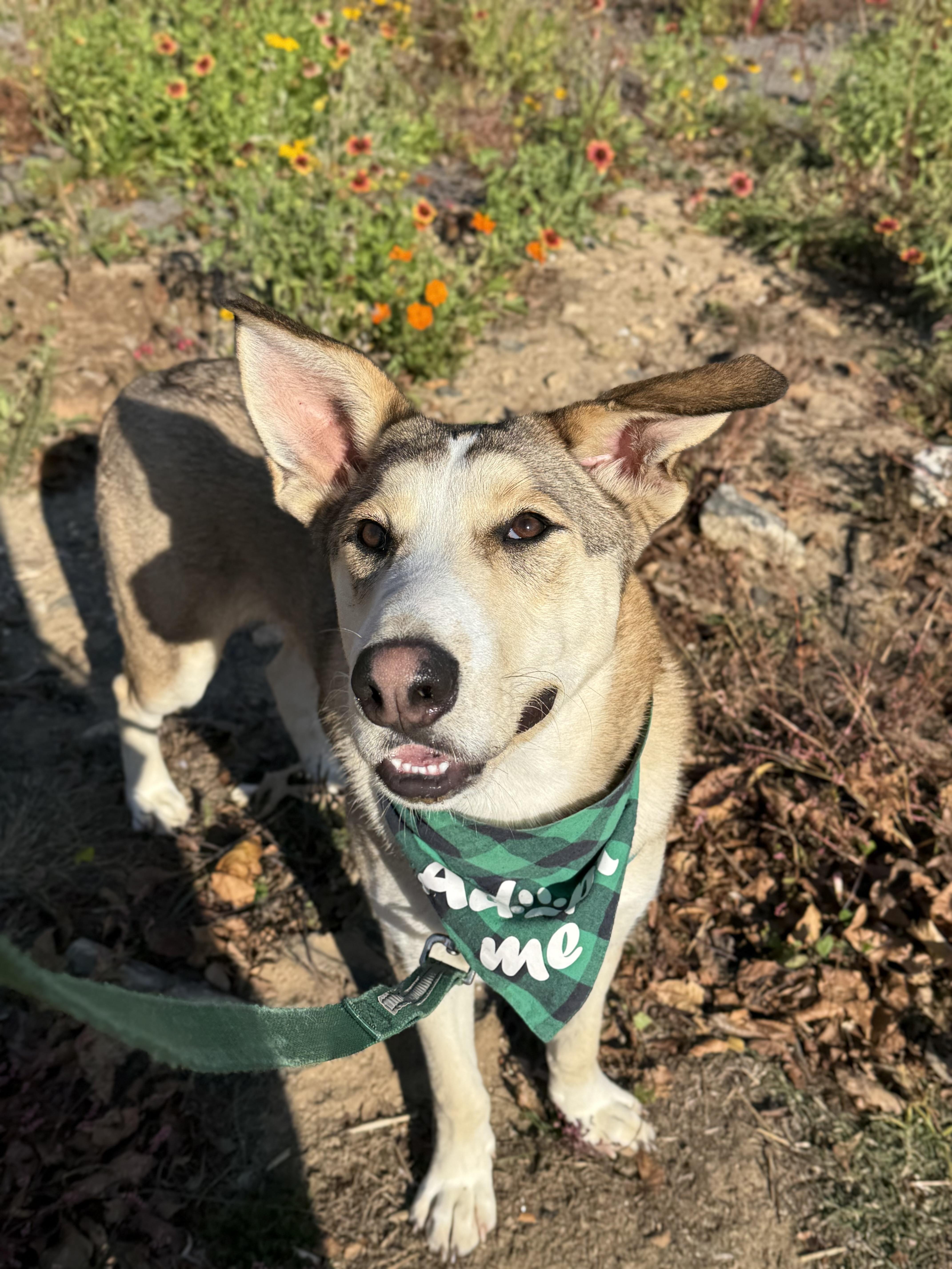 Waylon, a Adoptable mixed breed in Marshall, NC image 3/6