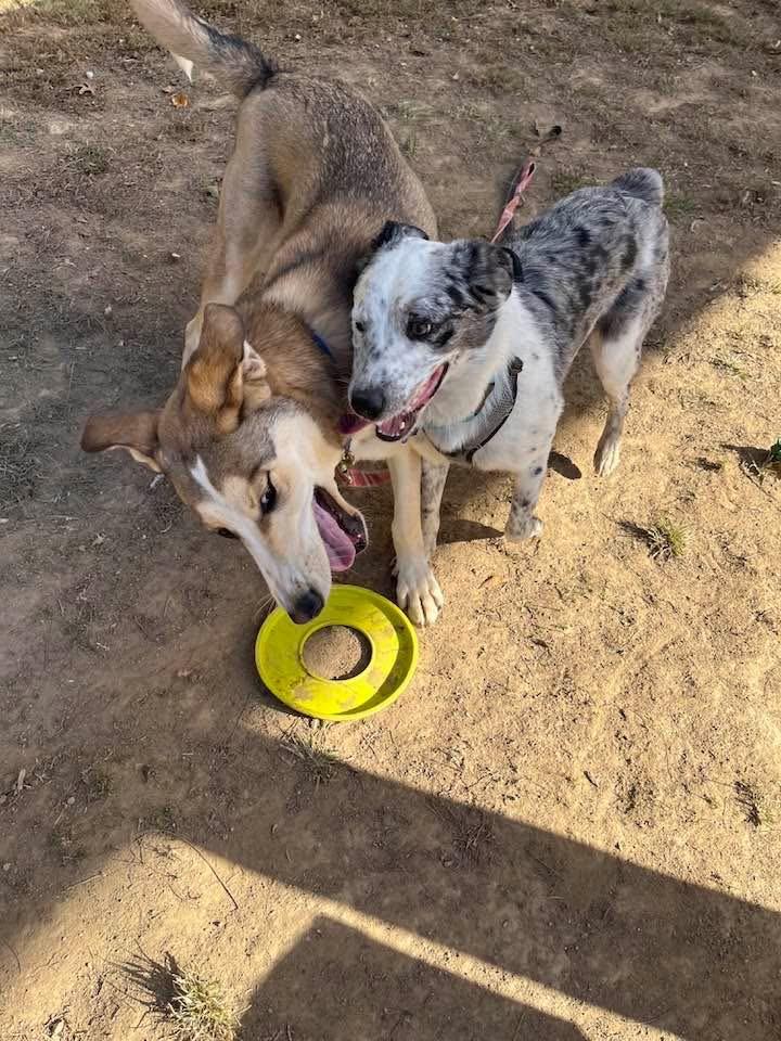 Waylon, a Adoptable mixed breed in Marshall, NC image 4/6