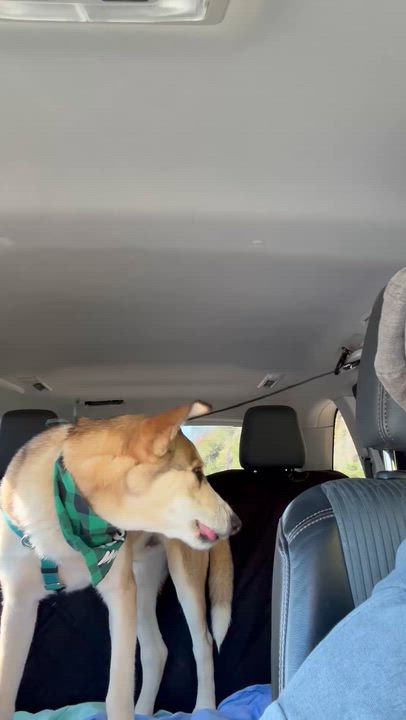 Enlarge Waylon, a Adoptable mixed breed in Marshall, NC video 6/6