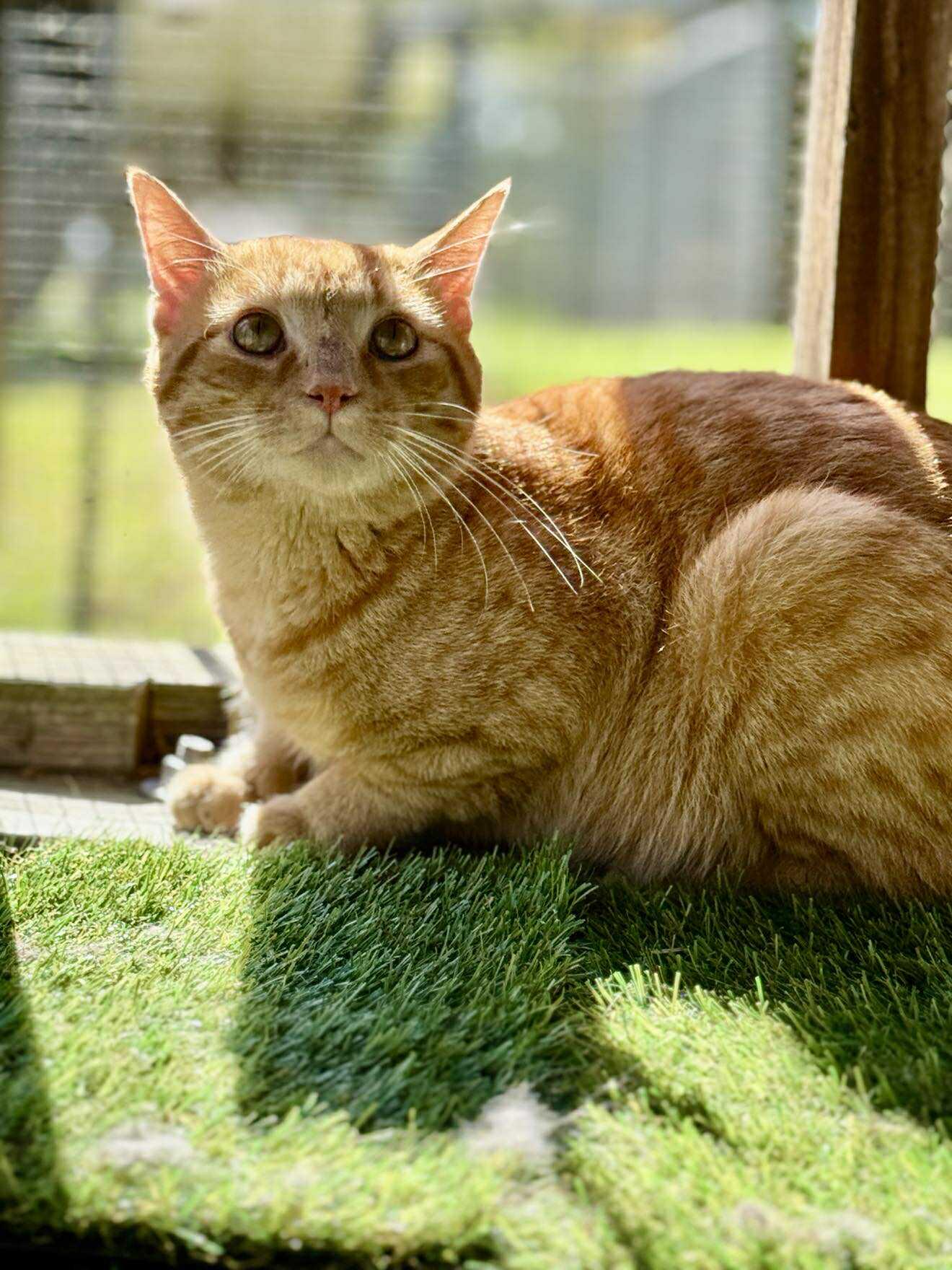Enlarge Moe, a Adoptable Tabby in Talbott, TN image 1/4