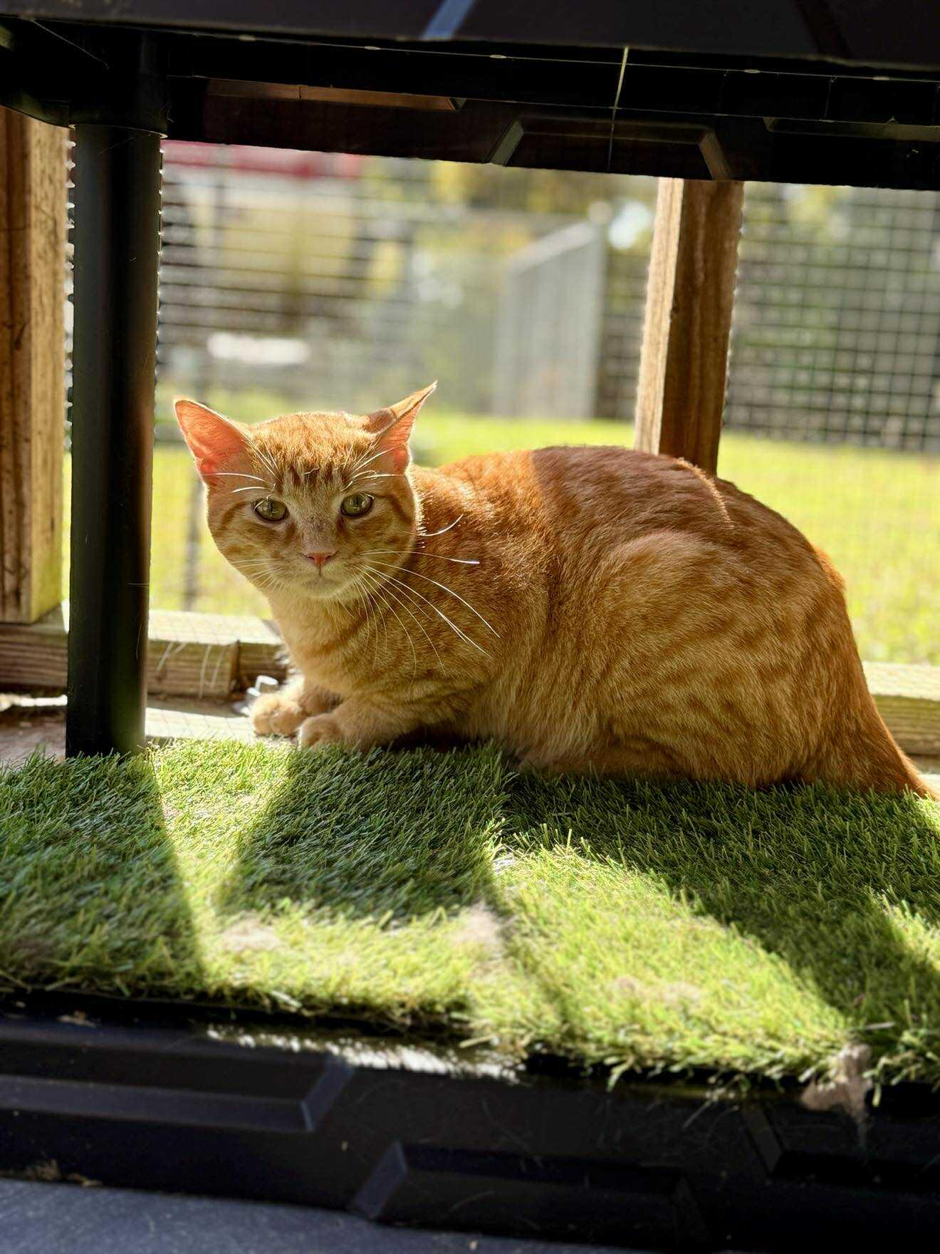 Enlarge Moe, a Adoptable Tabby in Talbott, TN image 2/4