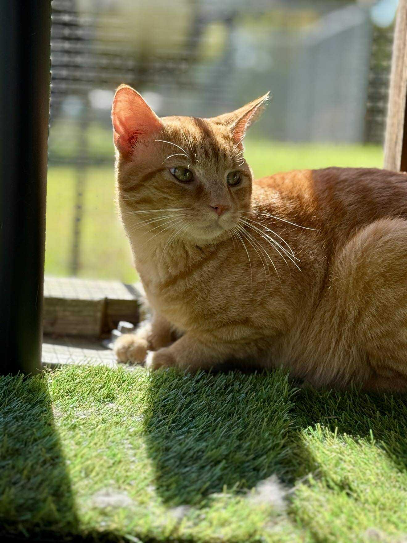 Enlarge Moe, a Adoptable Tabby in Talbott, TN image 3/4