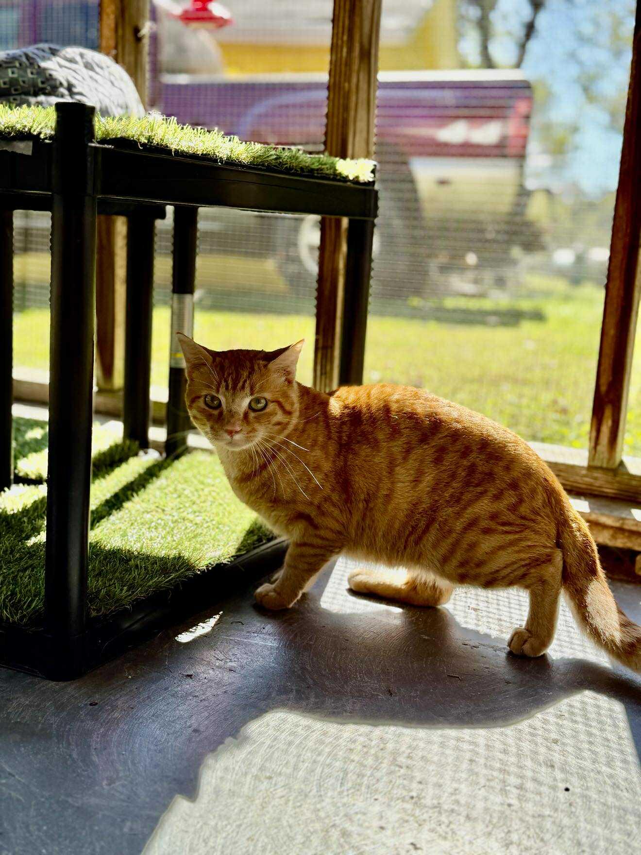 Enlarge Moe, a Adoptable Tabby in Talbott, TN image 4/4