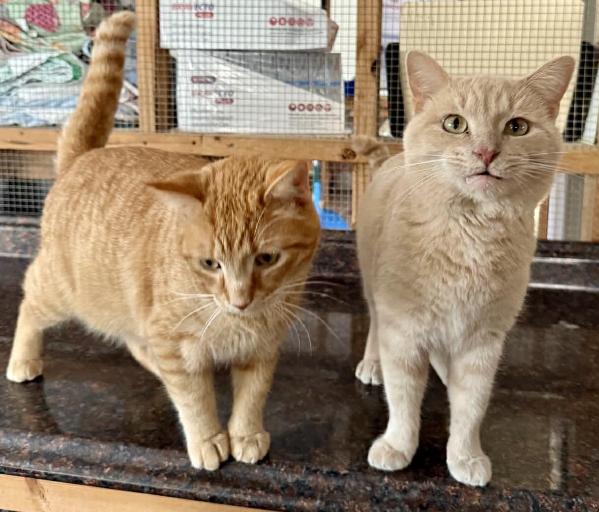 Enlarge Moe, a Adoptable Tabby in Talbott, TN image 5/5