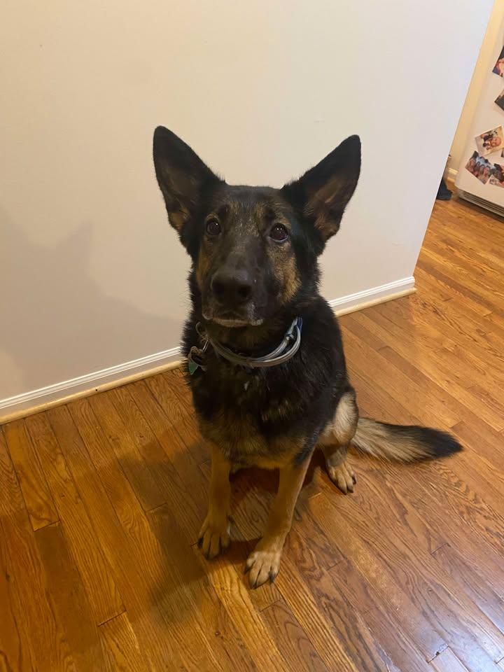 Denver, Adopted, Adult Male German Shepherd Dog.