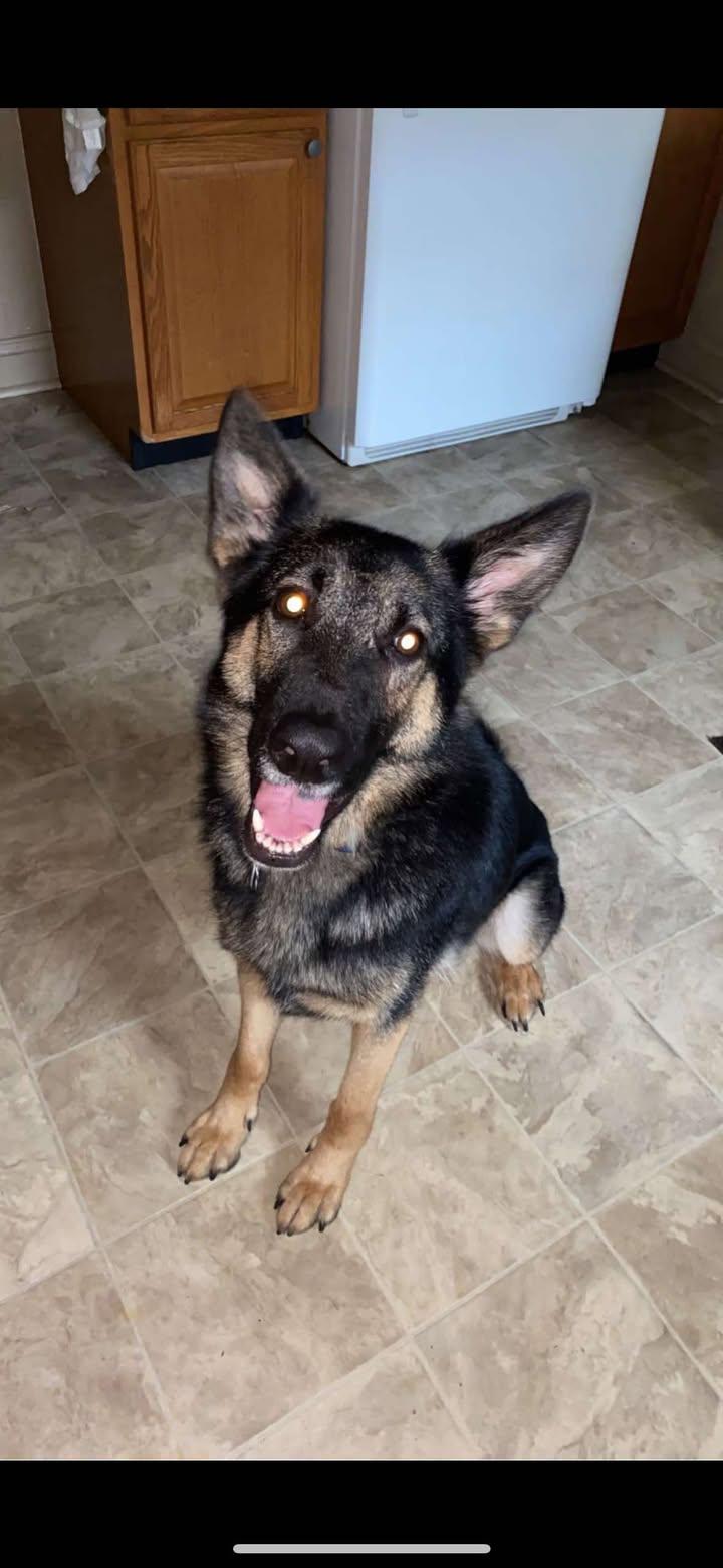 Denver, Adopted, Adult Male German Shepherd Dog.