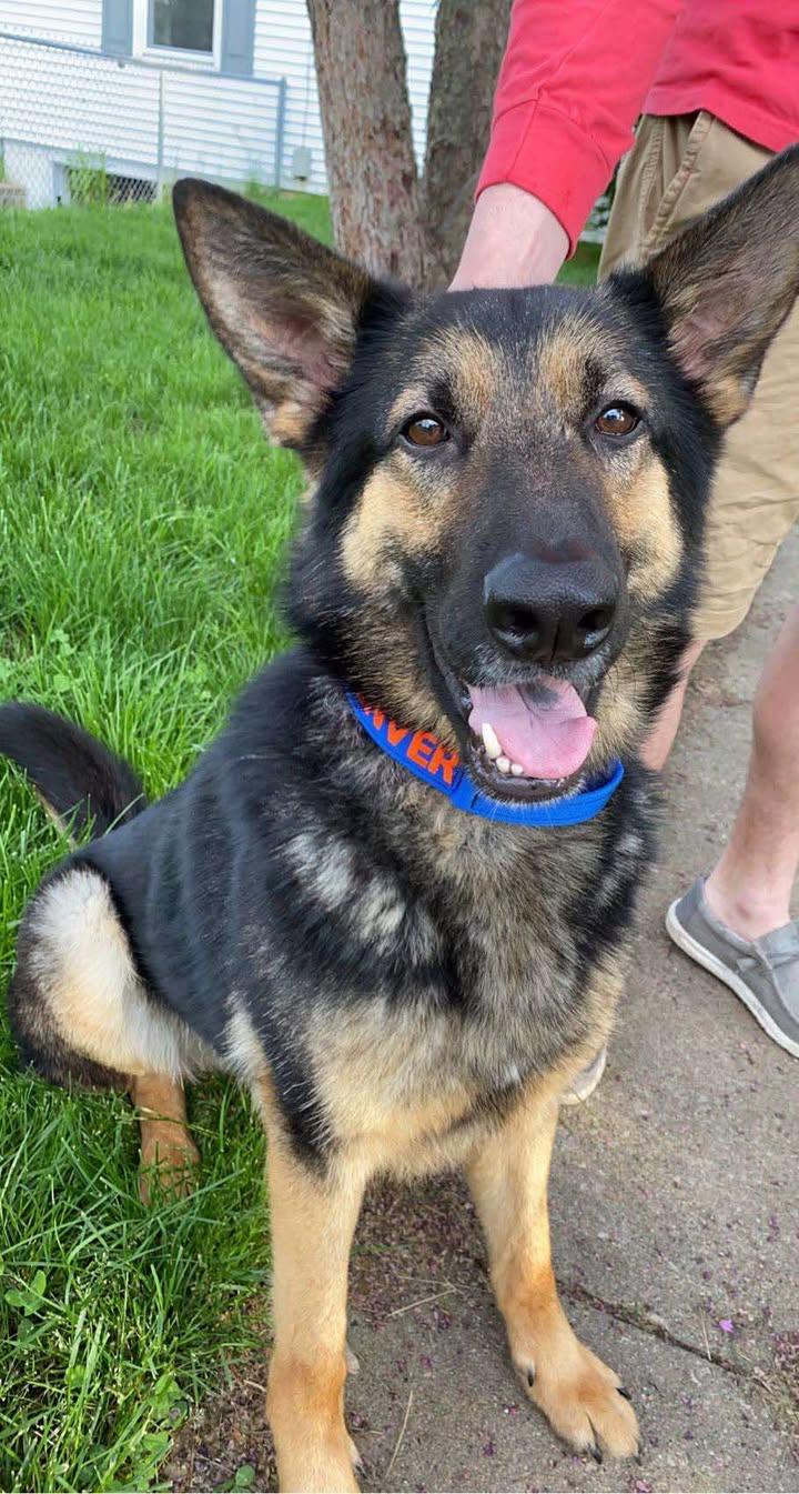 Denver, a Adopted mixed breed in Plattsburg, MO image 5/5