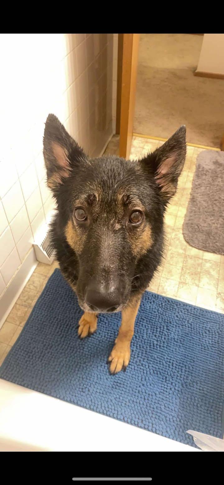 Denver, a Adopted mixed breed in Plattsburg, MO image 2/5