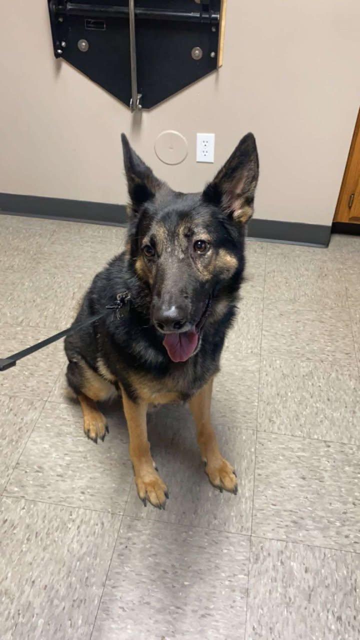 Denver, a Adopted mixed breed in Plattsburg, MO image 4/5