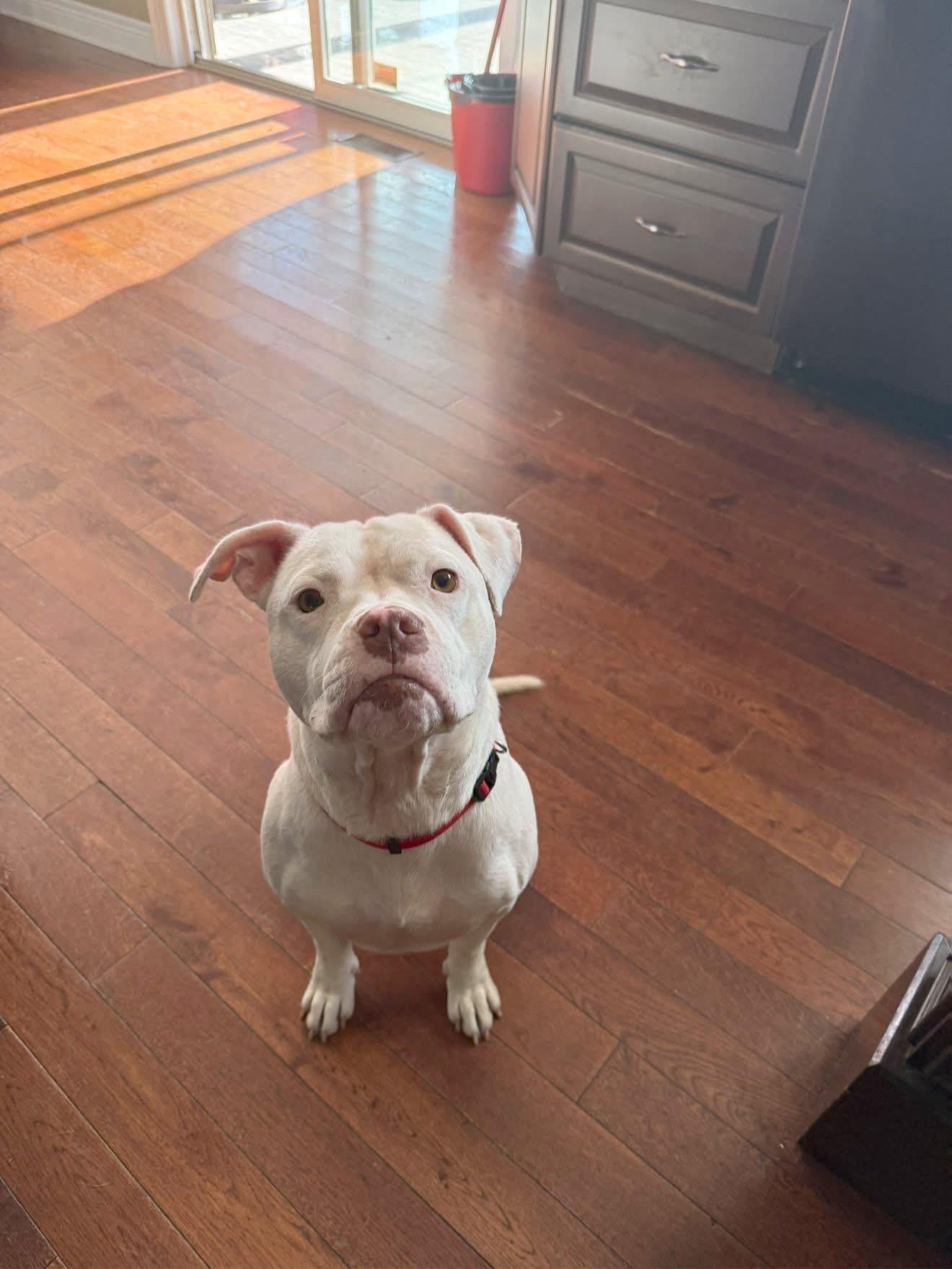 Casper, adopted, Adult Male American Bully.