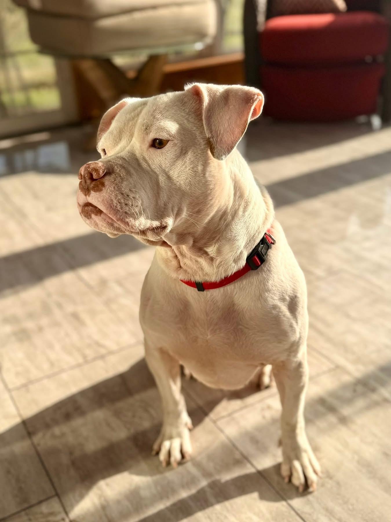 Enlarge Casper, an adopted mixed breed in Dunnville, ON image 2/4