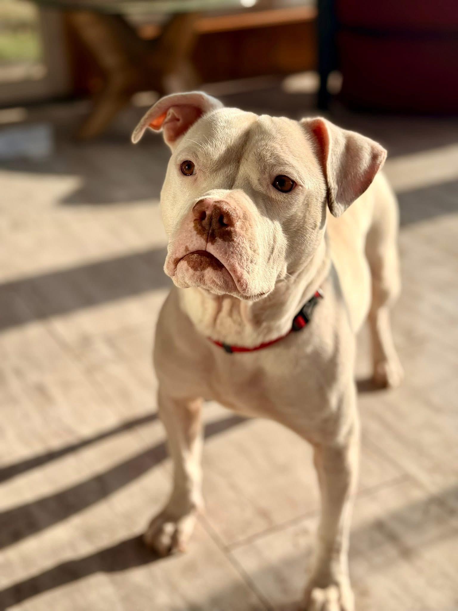 Enlarge Casper, an adopted mixed breed in Dunnville, ON image 3/4