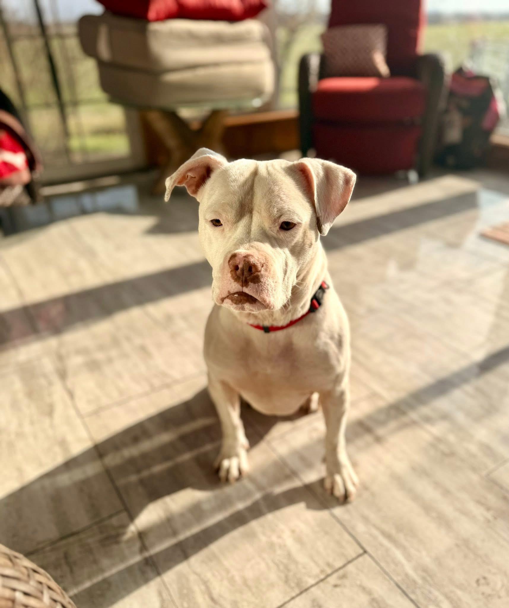 Enlarge Casper, an adopted mixed breed in Dunnville, ON image 4/4
