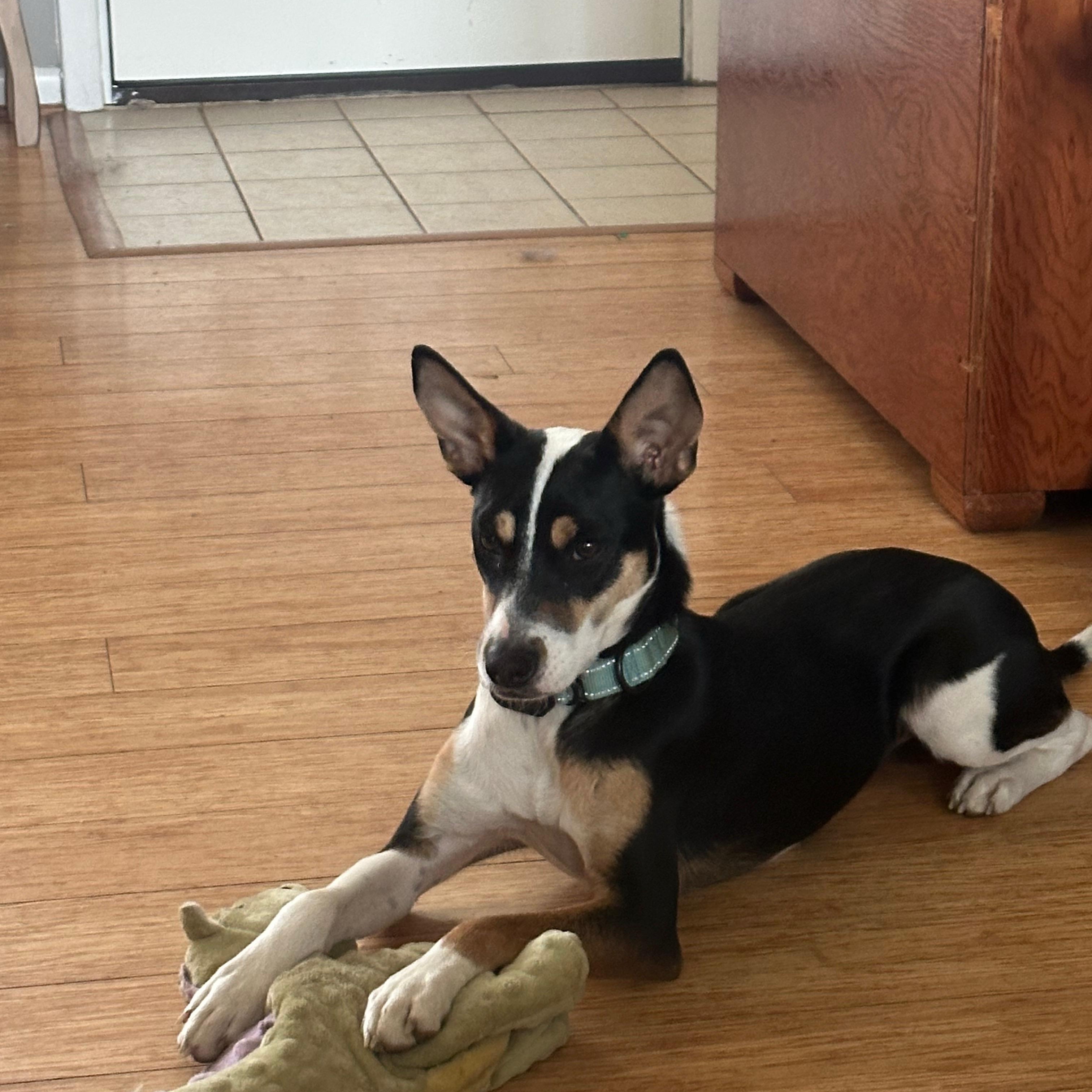Enlarge Precious, a Adoptable mixed breed in Baldwin, MD image 4/6