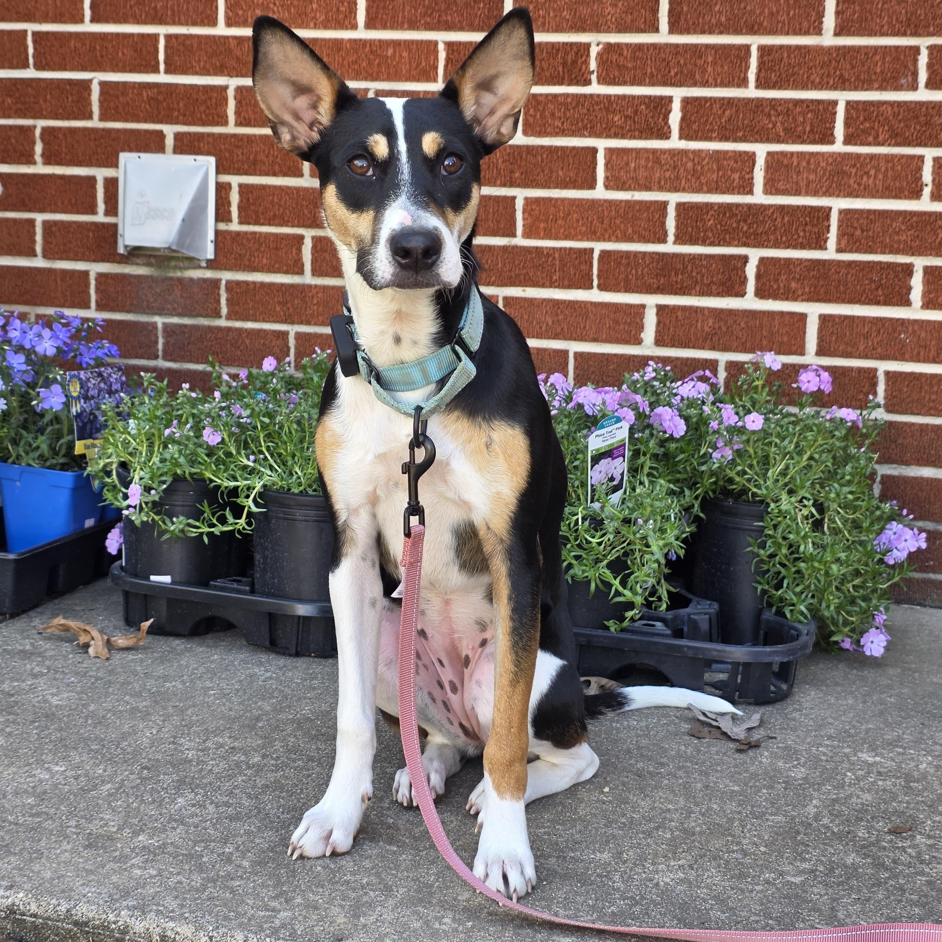 Enlarge Precious, a Adoptable mixed breed in Baldwin, MD image 1/6