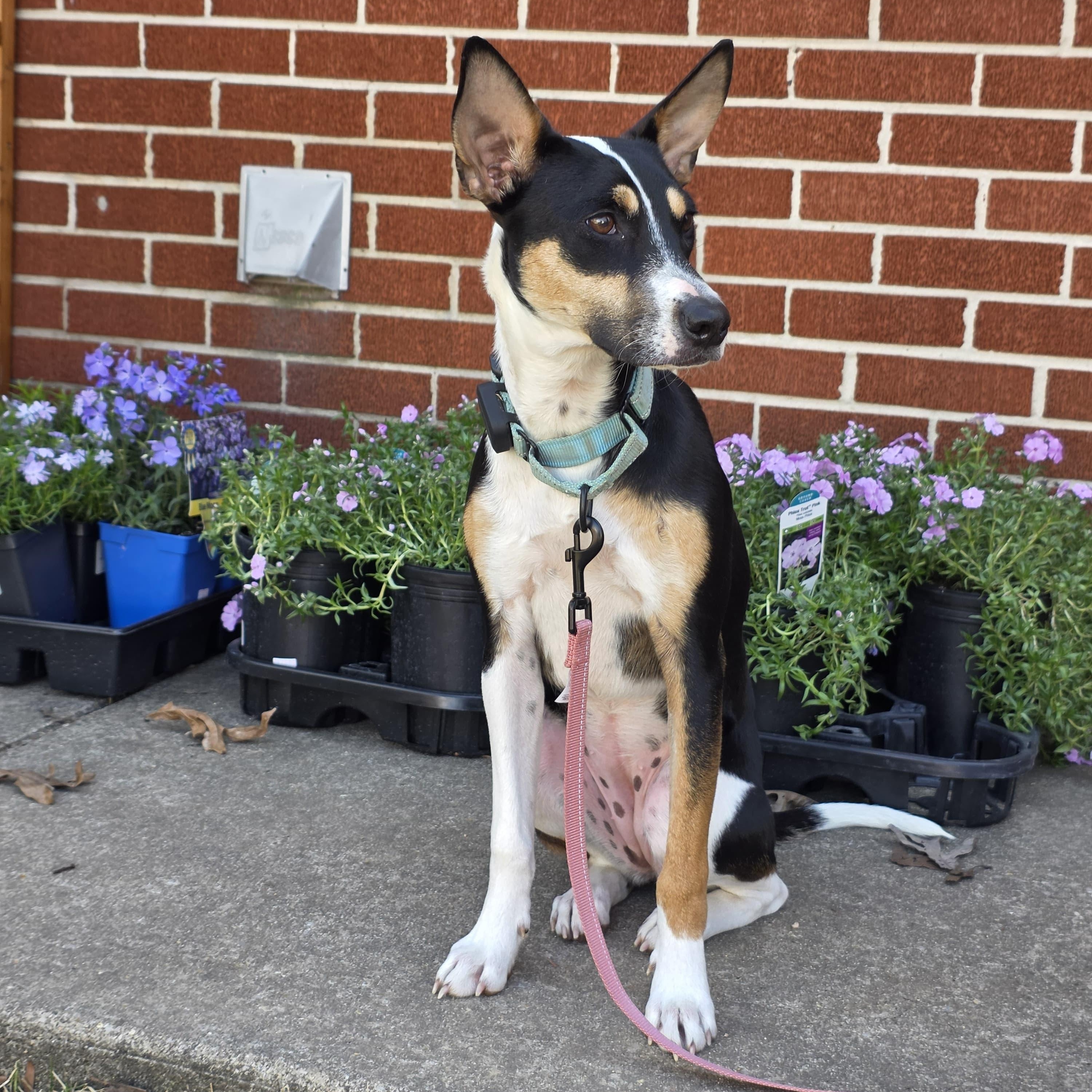 Enlarge Precious, a Adoptable mixed breed in Baldwin, MD image 6/6