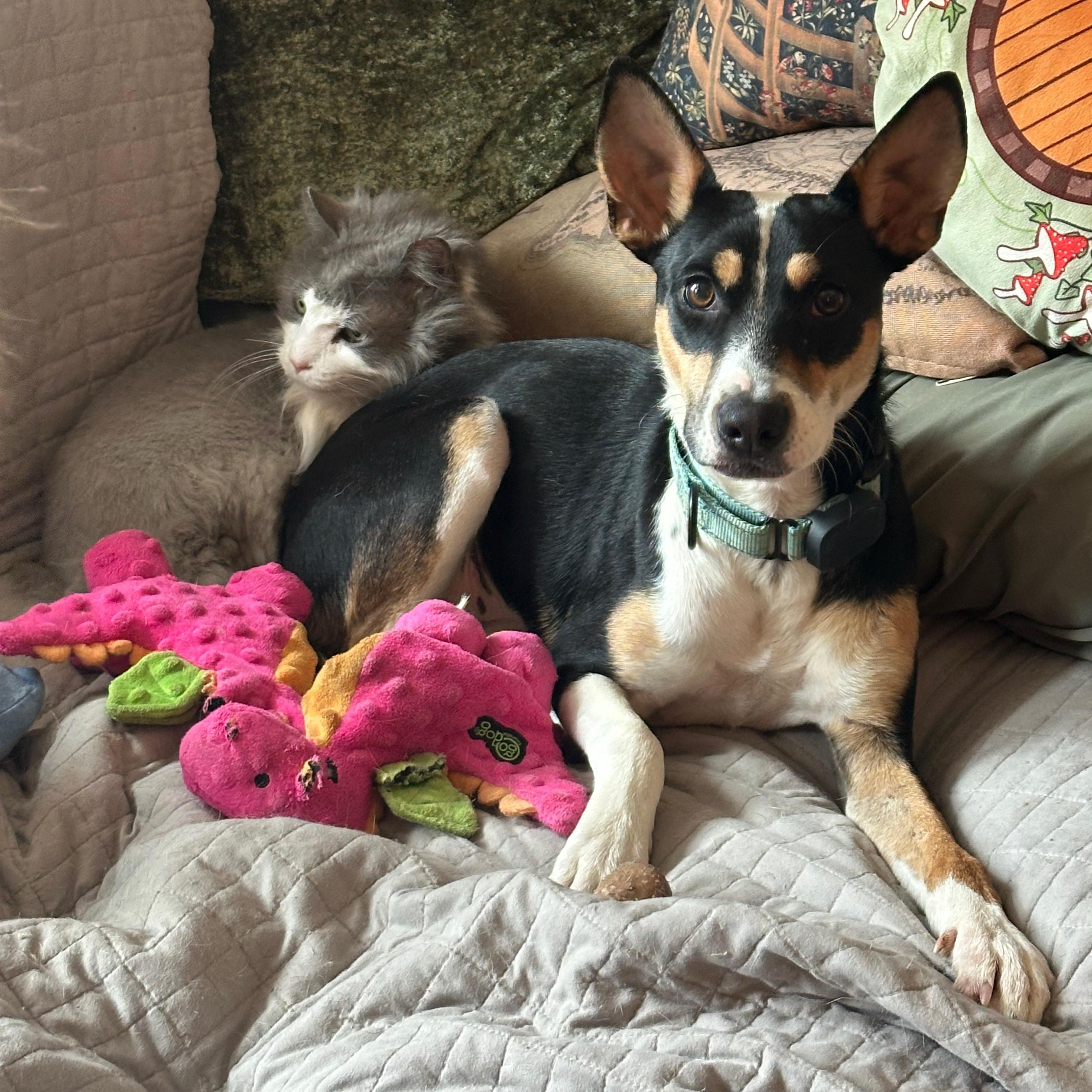 Enlarge Precious, a Adoptable mixed breed in Baldwin, MD image 5/6