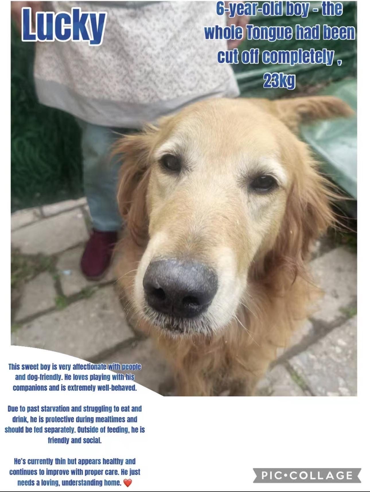 China Lucky, Adopted, Adult Male Golden Retriever.