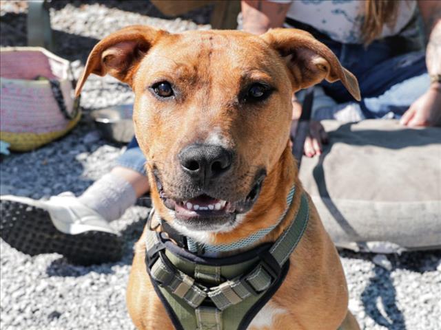 ROMULUS, Adoptable, Young Male Pit Bull Terrier & Mixed Breed.