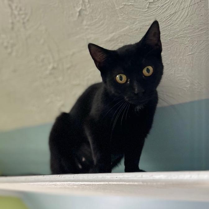 Mai Tai, Adoptable, Adult Female Domestic Short Hair.