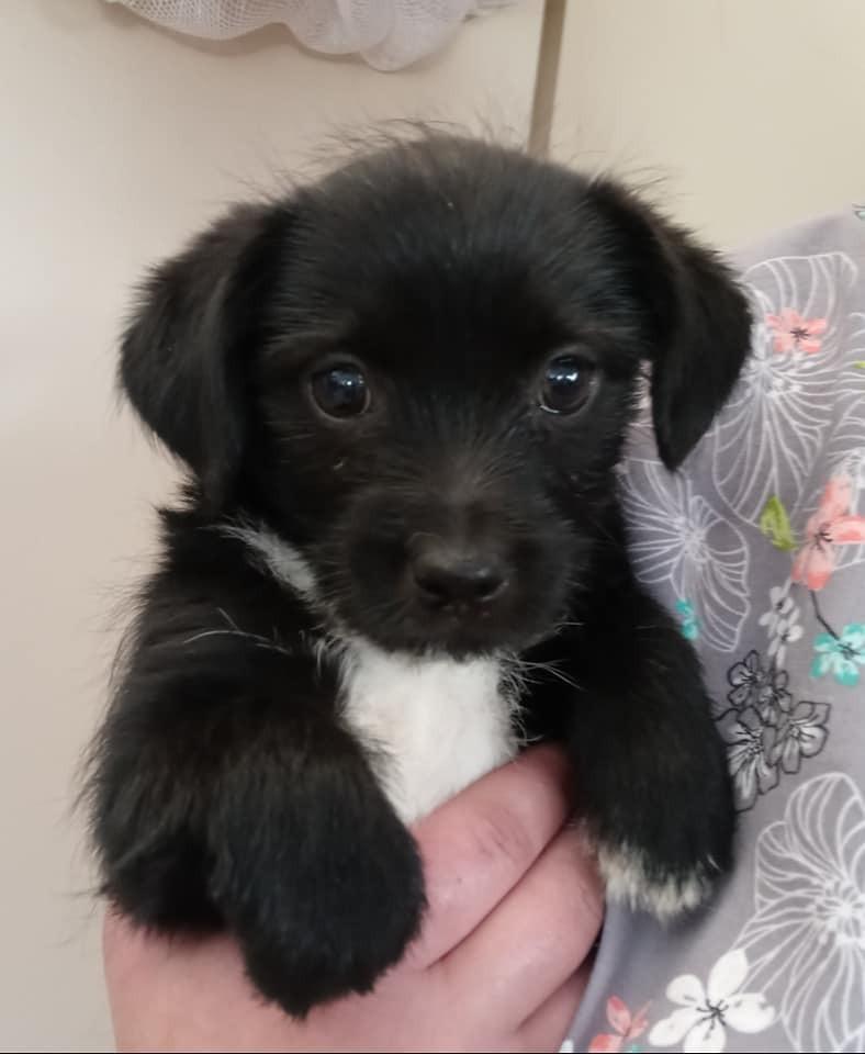 Enlarge Terrier Mix Litter, a Adopted mixed breed in Ridgeland, SC image 1/6